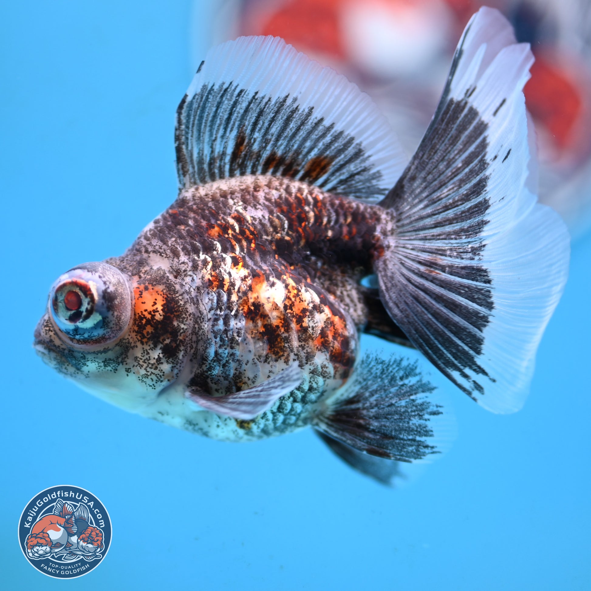 Butterfly Tail Kirin Demekin 3 inches Body - Famale (250117_DK02) - Kaiju Goldfish USA