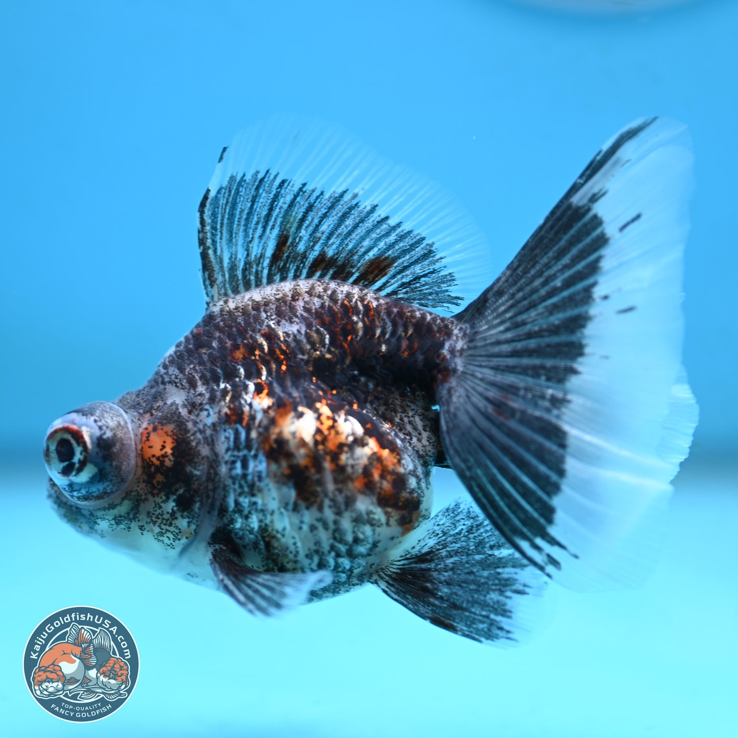 Butterfly Tail Kirin Demekin 3 inches Body - Famale (250117_DK02) - Kaiju Goldfish USA