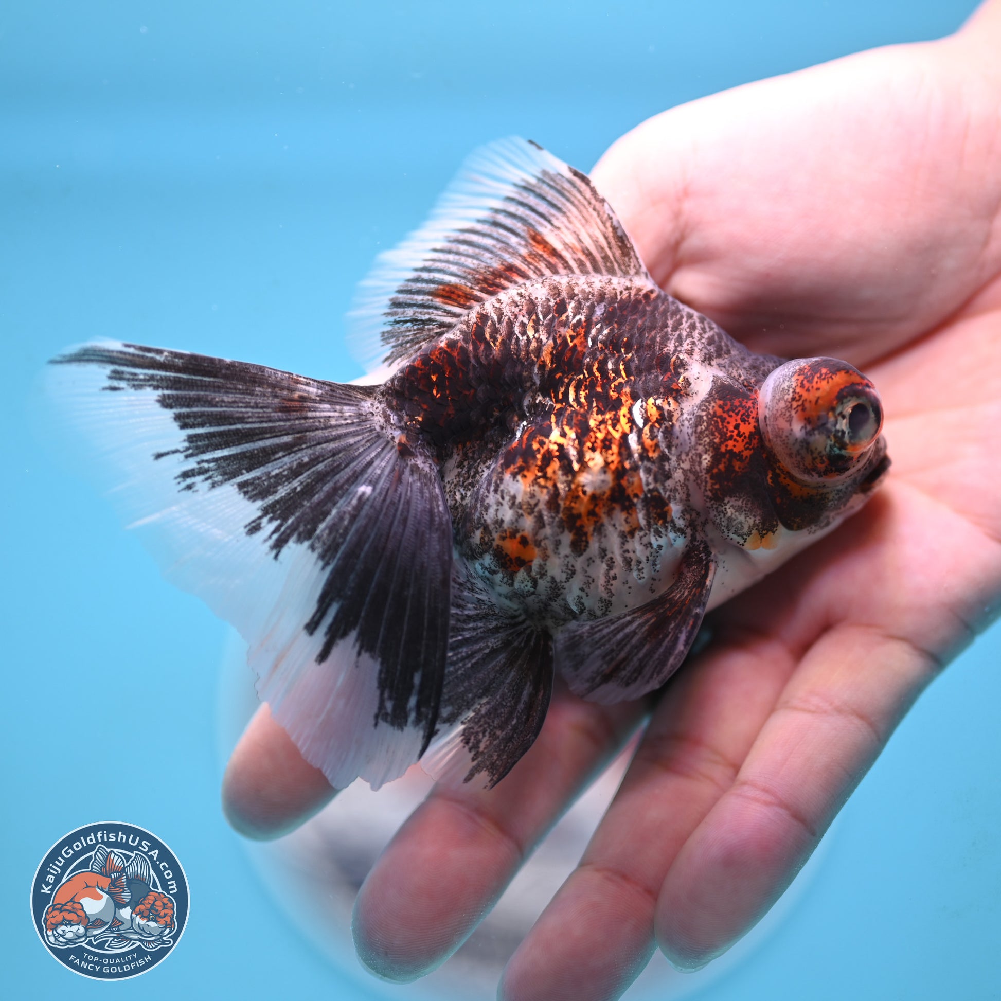 Butterfly Tail Kirin Demekin 3 inches Body - Famale (250117_DK02) - Kaiju Goldfish USA