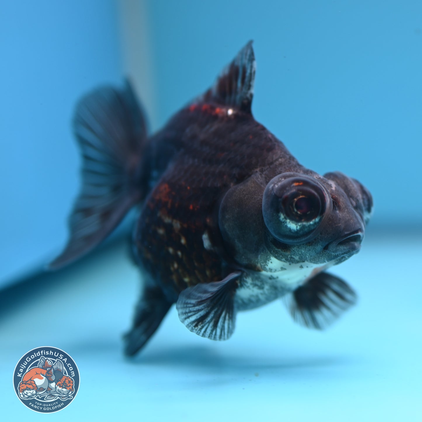 Kirin Demekin 3.5 inches Body - Unsexed (241227_DK02) - Kaiju Goldfish USA