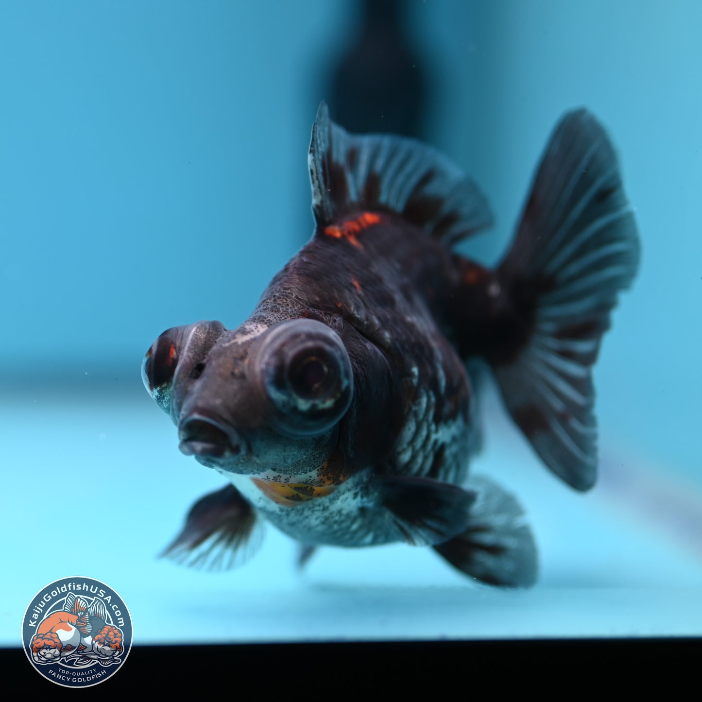 Kirin Demekin 3.5 inches Body - Unsexed (241227_DK02) - Kaiju Goldfish USA