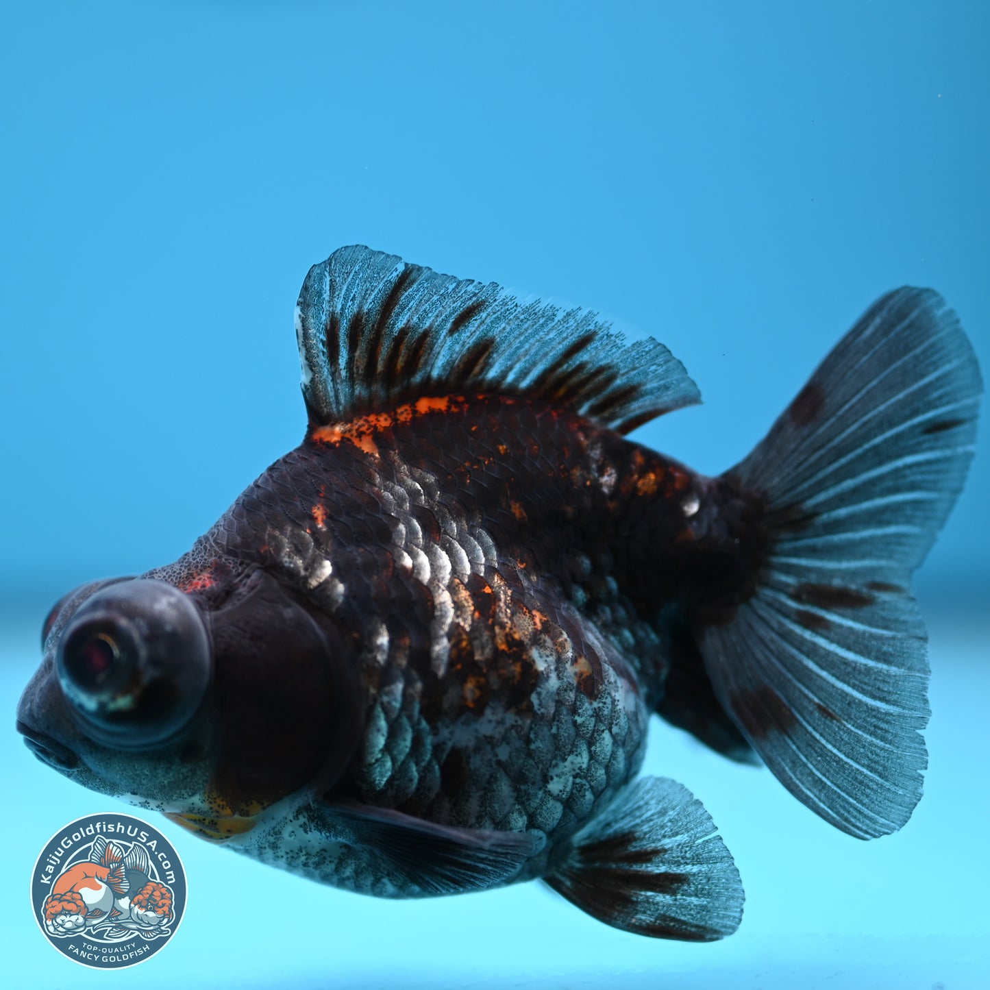 Kirin Demekin 3.5 inches Body - Unsexed (241227_DK02) - Kaiju Goldfish USA