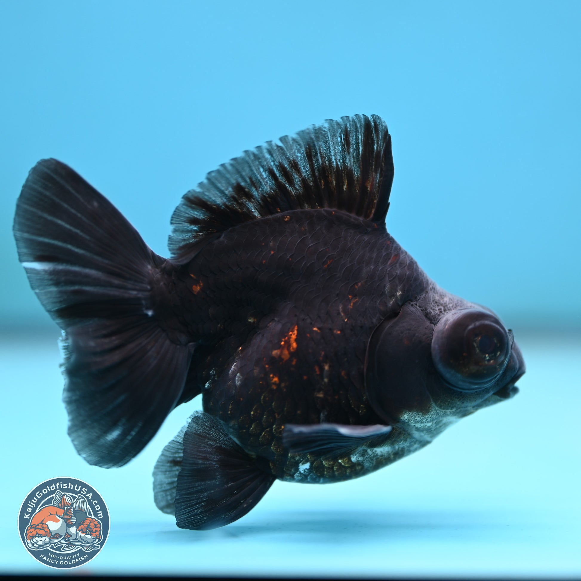 Kirin Demekin 3 inches Body - Male (250117_DK03) - Kaiju Goldfish USA