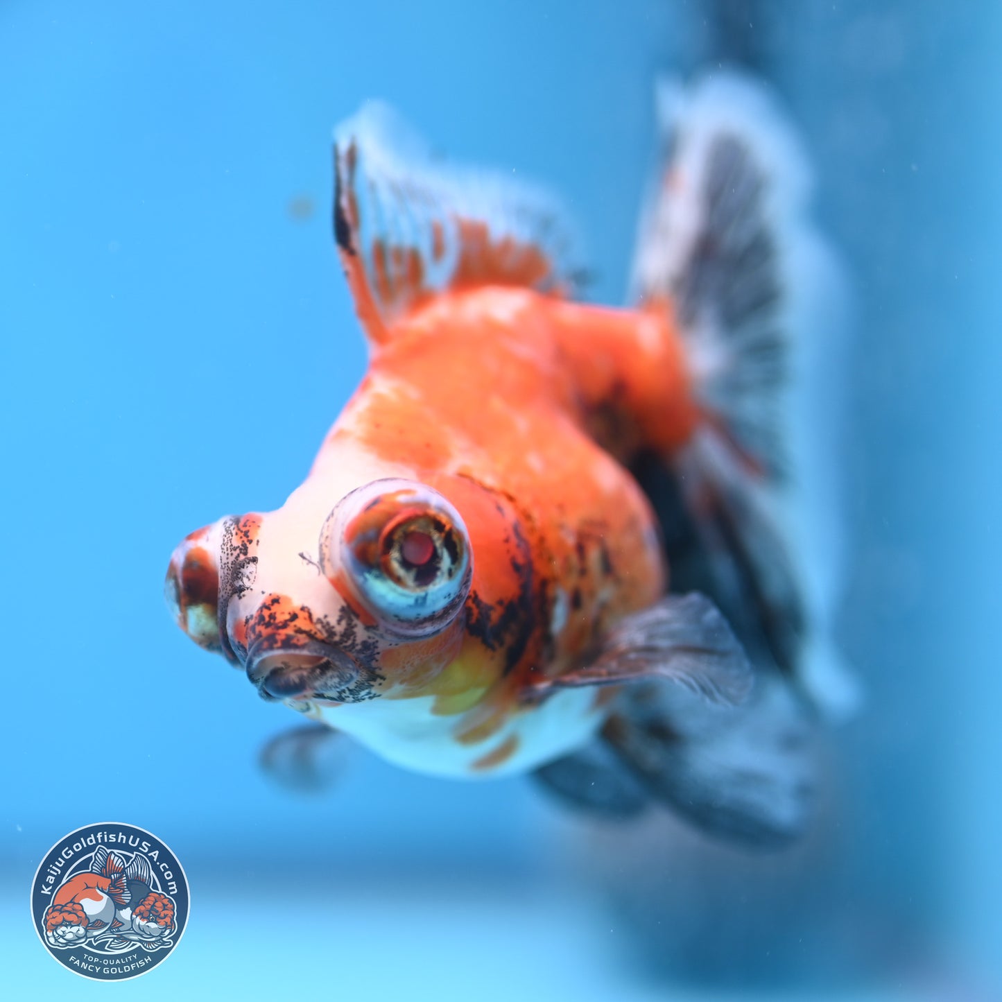 Tricolor Butterfly Demekin 3.5 inches Body - Female (241227_DK04) - Kaiju Goldfish USA