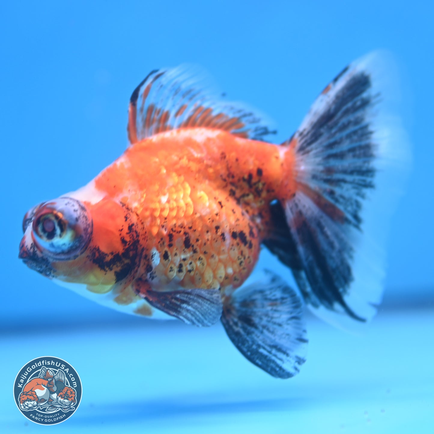 Tricolor Butterfly Demekin 3.5 inches Body - Female (241227_DK04) - Kaiju Goldfish USA