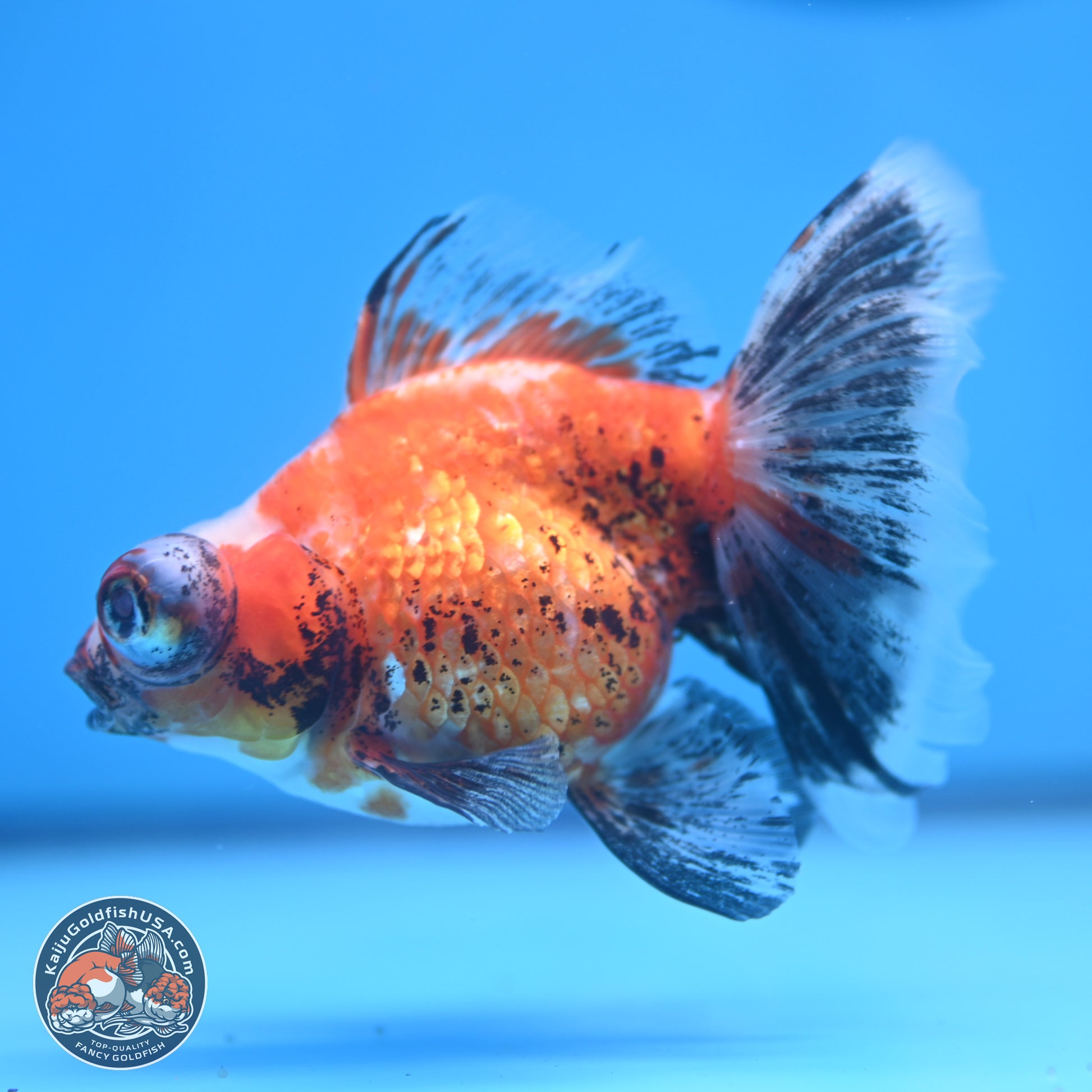 Tricolor Butterfly Demekin 3.5 inches Body - Female (241227_DK04) - Kaiju Goldfish USA