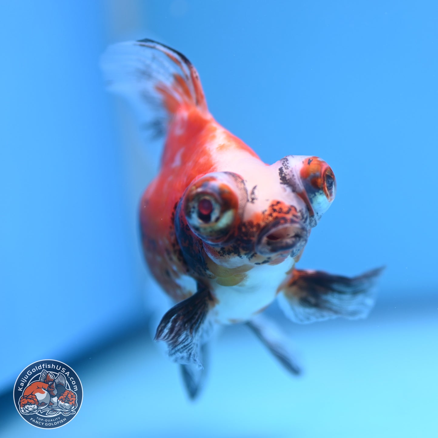 Tricolor Butterfly Demekin 3.5 inches Body - Female (241227_DK04) - Kaiju Goldfish USA