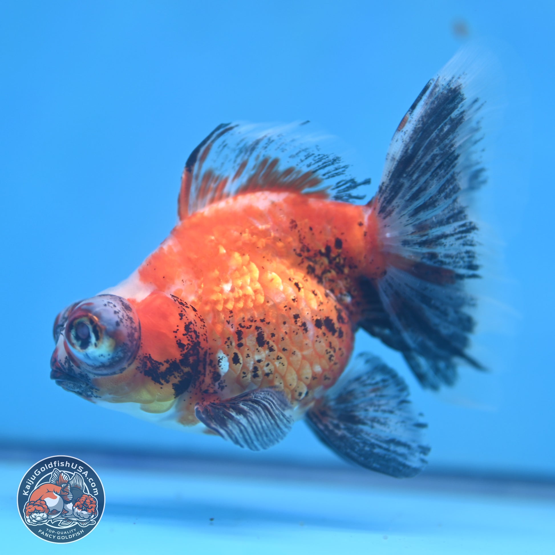 Tricolor Butterfly Demekin 3.5 inches Body - Female (241227_DK04) - Kaiju Goldfish USA