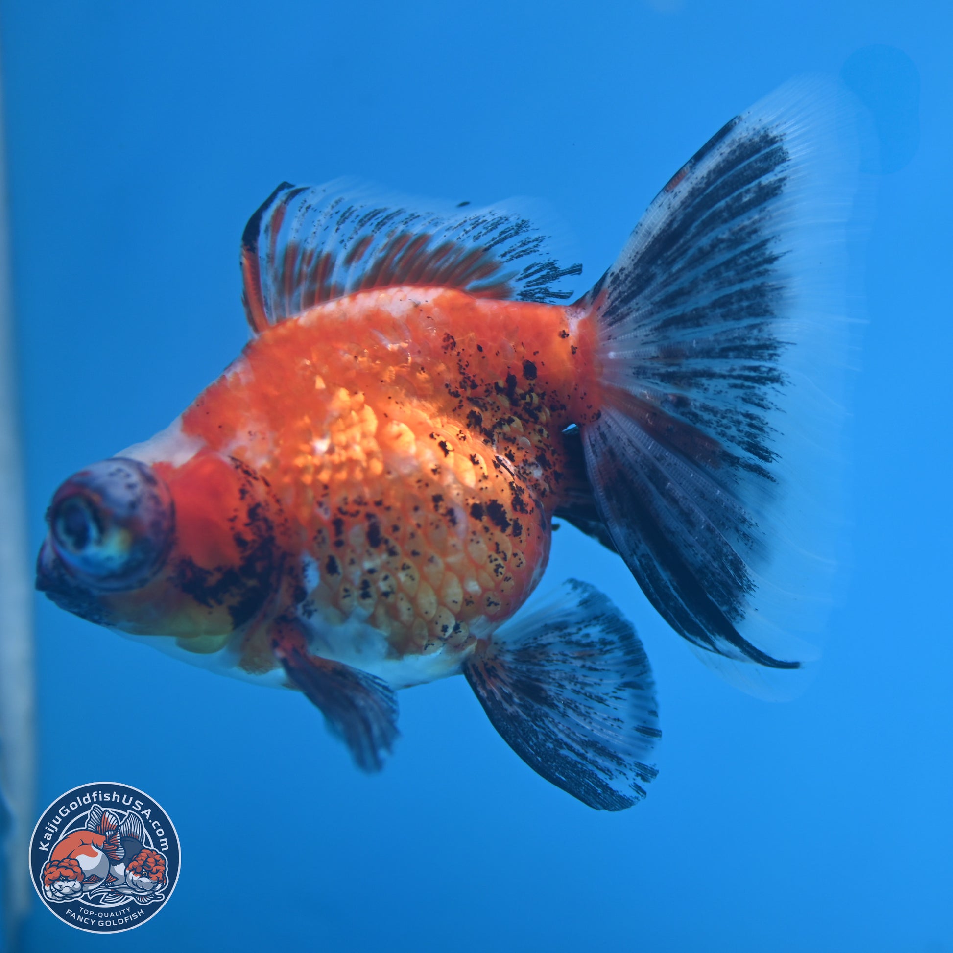 Tricolor Butterfly Demekin 3.5 inches Body - Female (241227_DK04) - Kaiju Goldfish USA