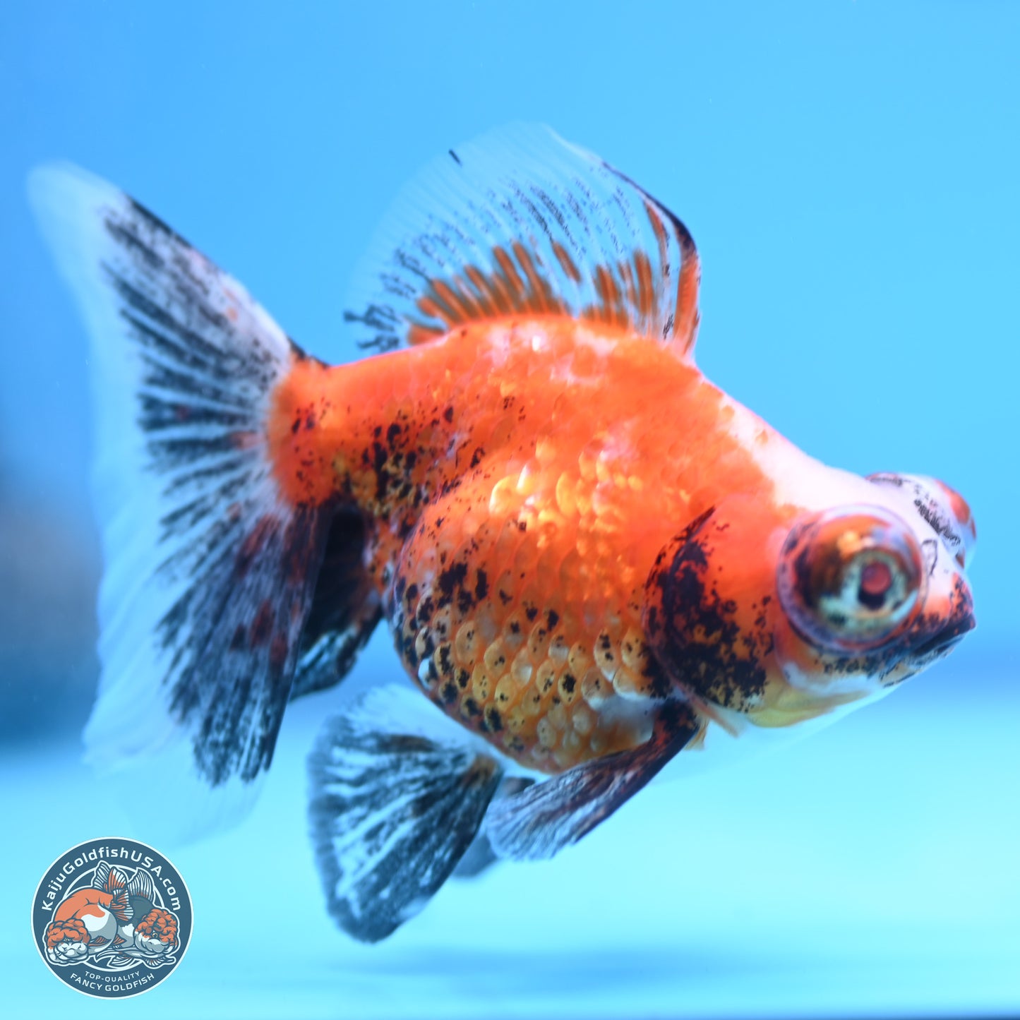 Tricolor Butterfly Demekin 3.5 inches Body - Female (241227_DK04) - Kaiju Goldfish USA