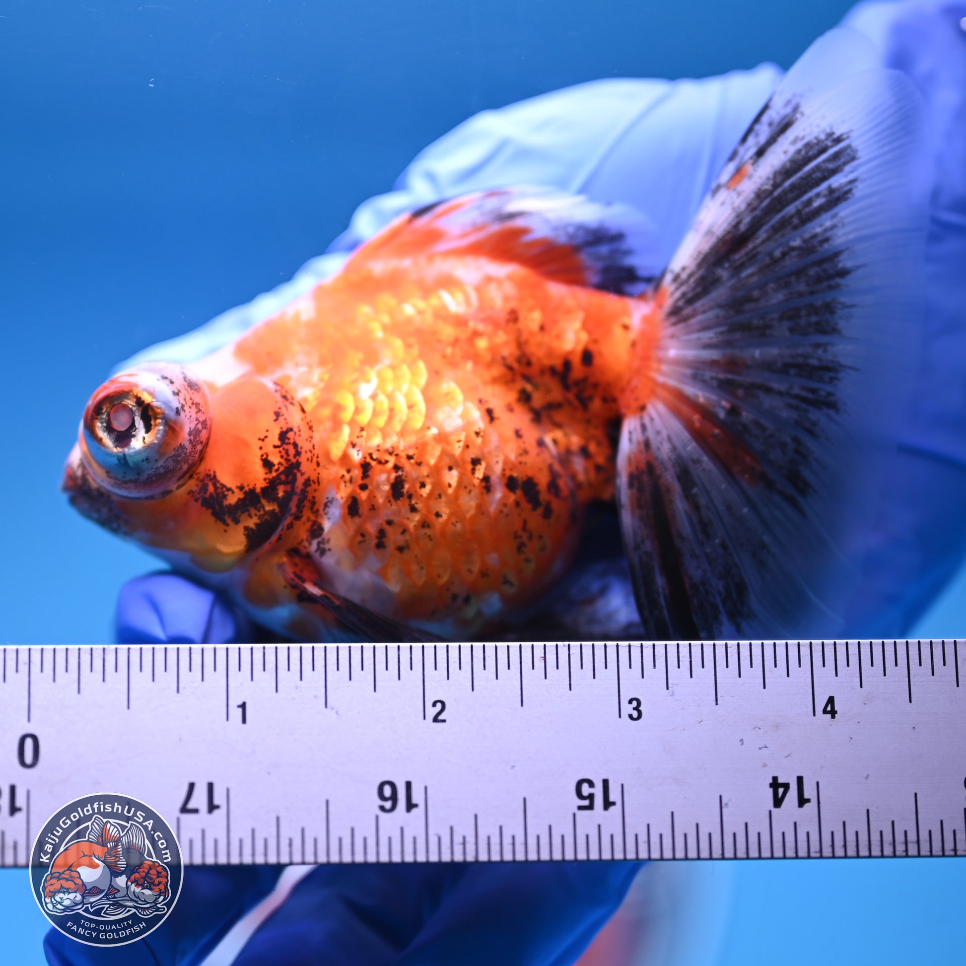 Tricolor Butterfly Demekin 3.5 inches Body - Female (241227_DK04) - Kaiju Goldfish USA