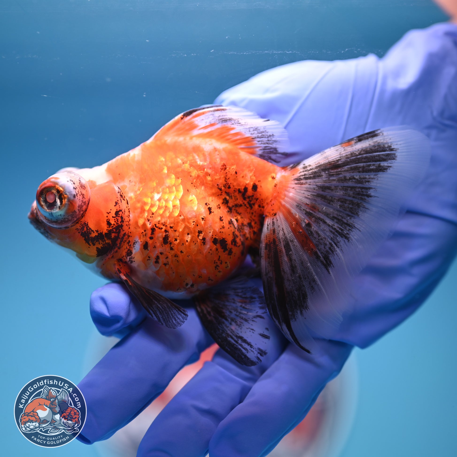 Tricolor Butterfly Demekin 3.5 inches Body - Female (241227_DK04) - Kaiju Goldfish USA