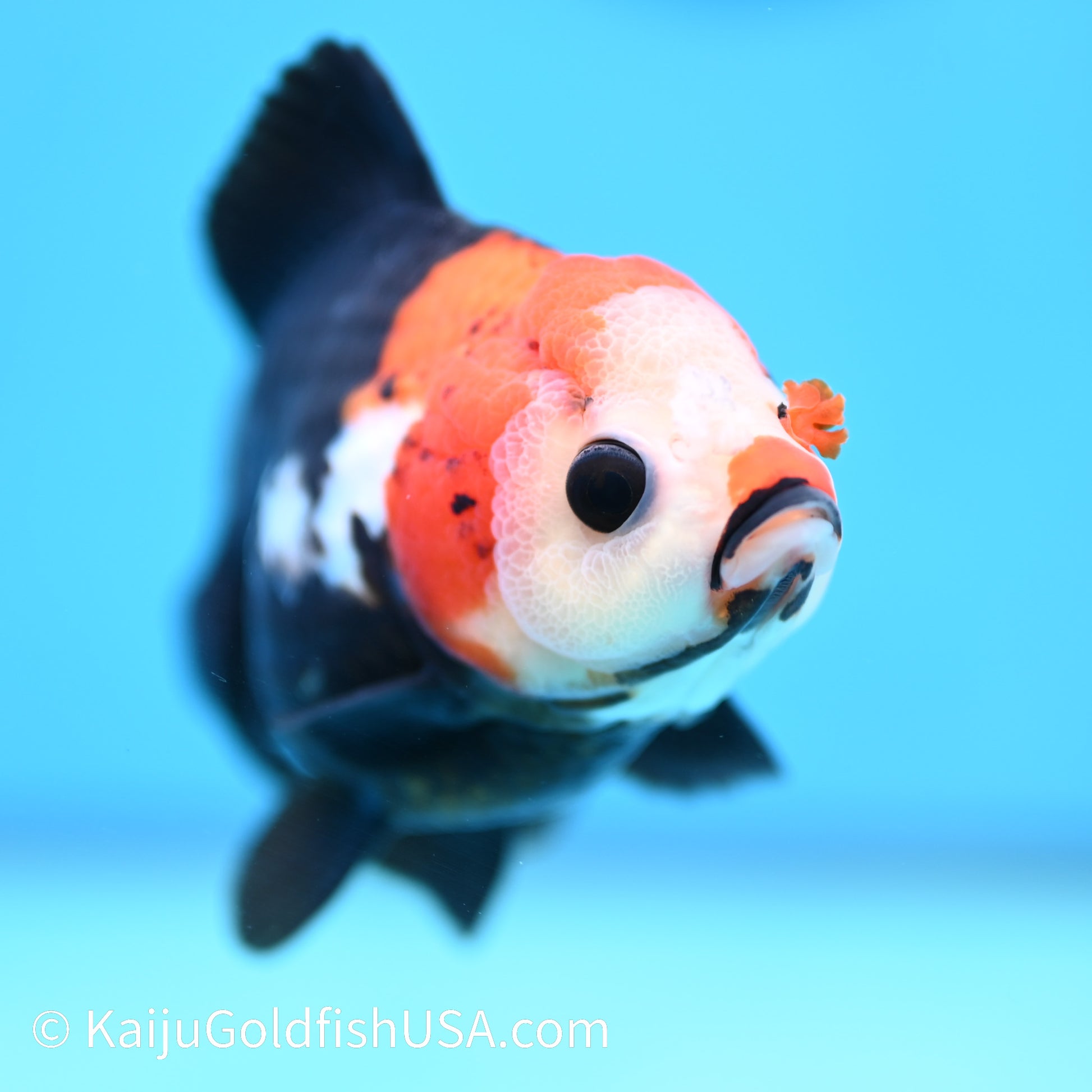 Tricolor Oranda 4.5-5 inches (240202_OR03) - Kaiju Goldfish USA