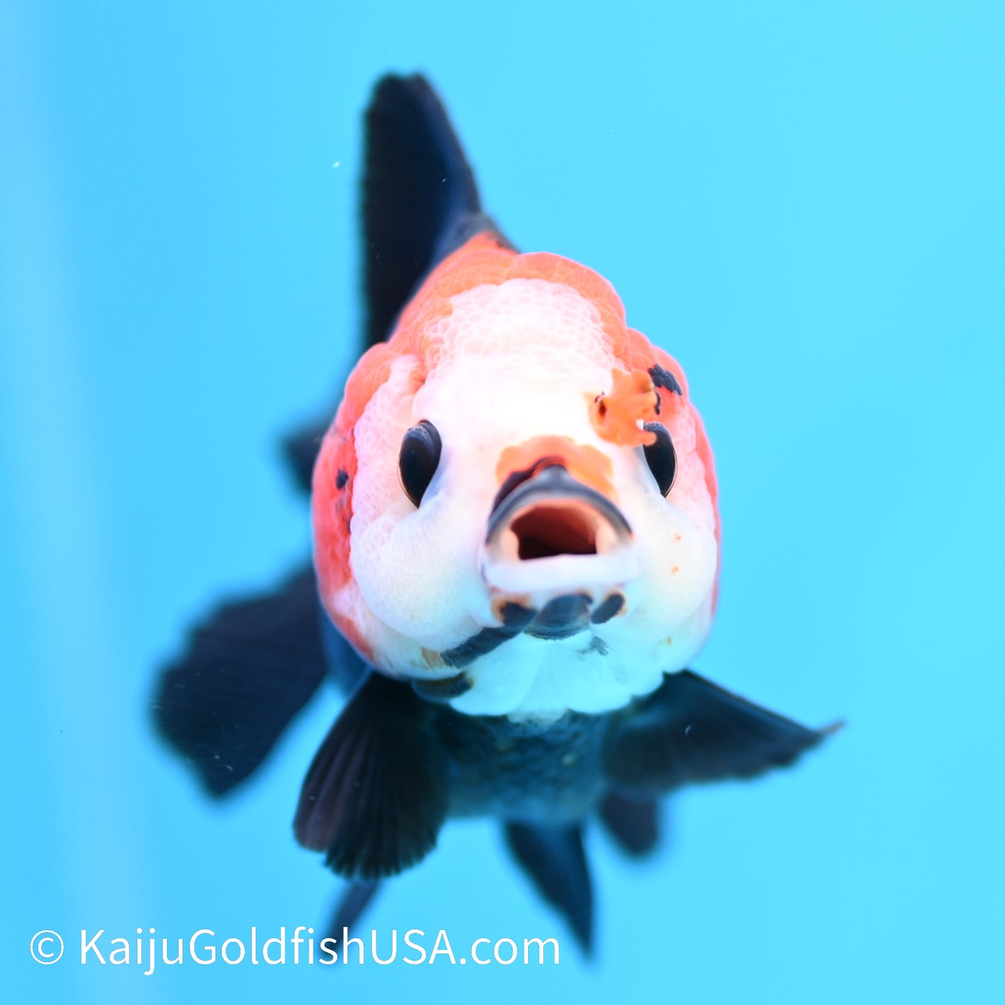 Tricolor Oranda 4.5-5 inches (240202_OR03) - Kaiju Goldfish USA