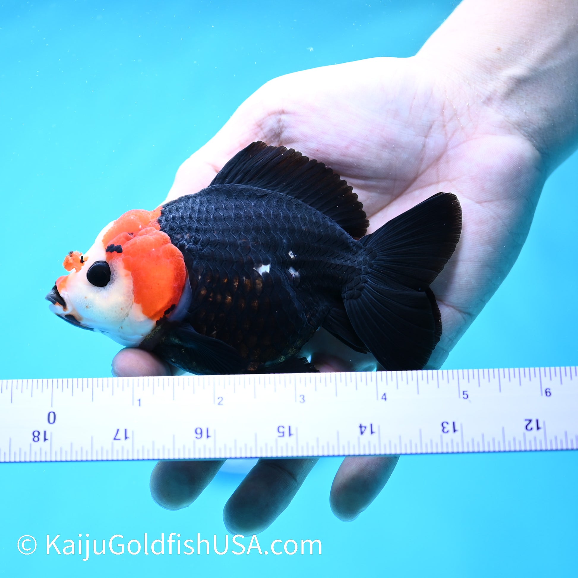 Tricolor Oranda 4.5-5 inches (240202_OR03) - Kaiju Goldfish USA