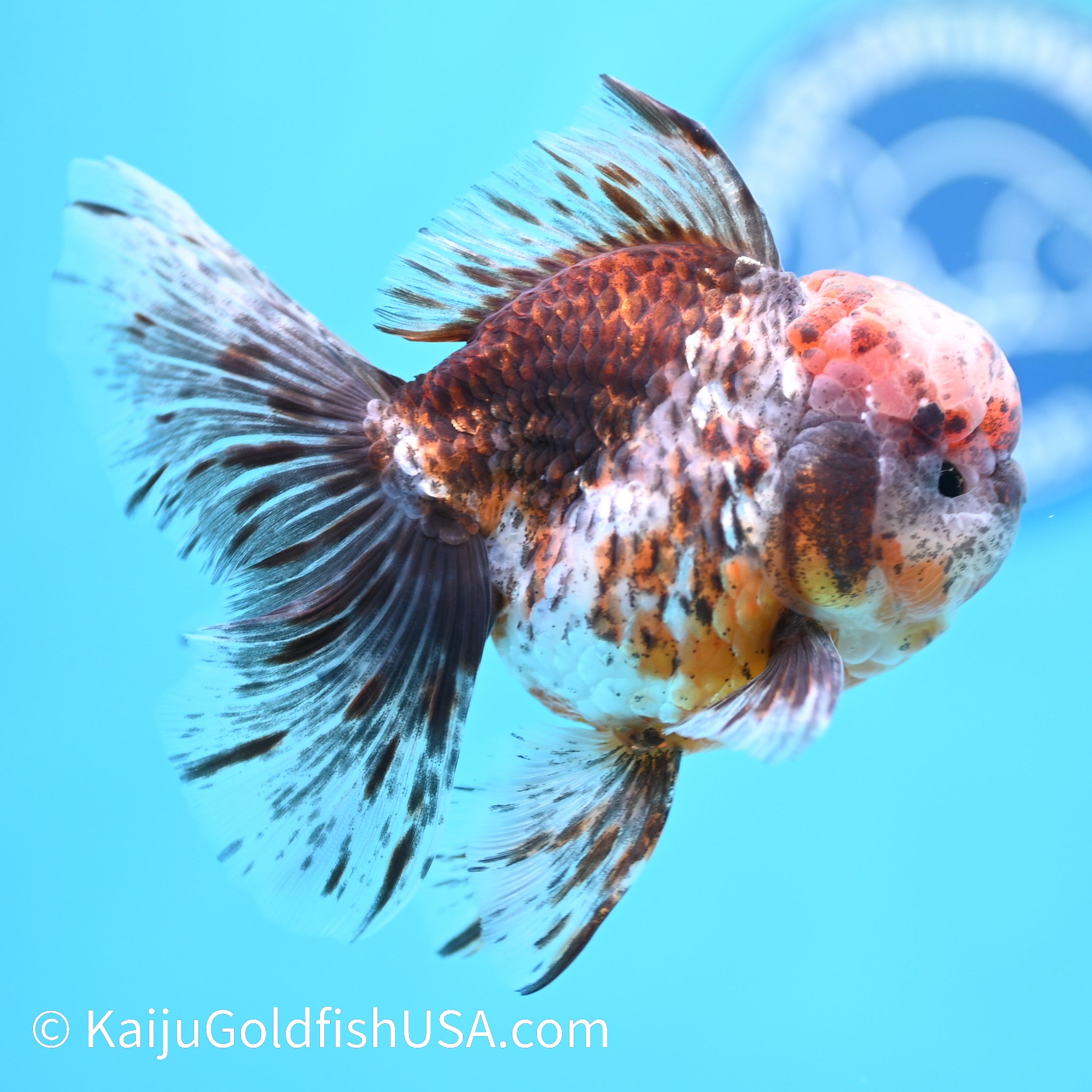 Tiger Calico Head Rose Tail Oranda Goldfish for Sale | Tiger Calico ...