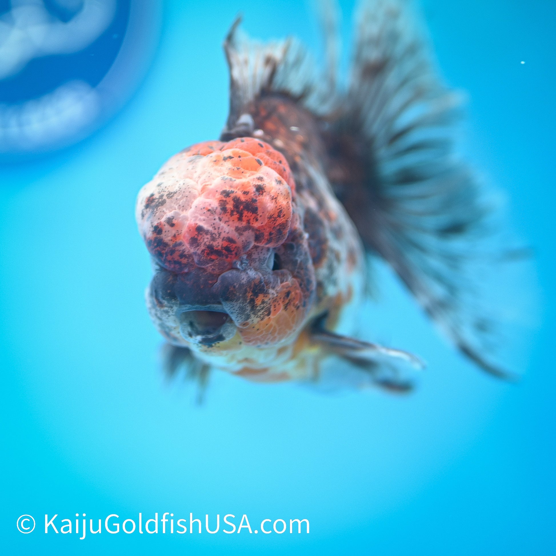 Tiger Calico Rose Tail Oranda 4.5-5 inches (240202_OR04) - Kaiju Goldfish USA