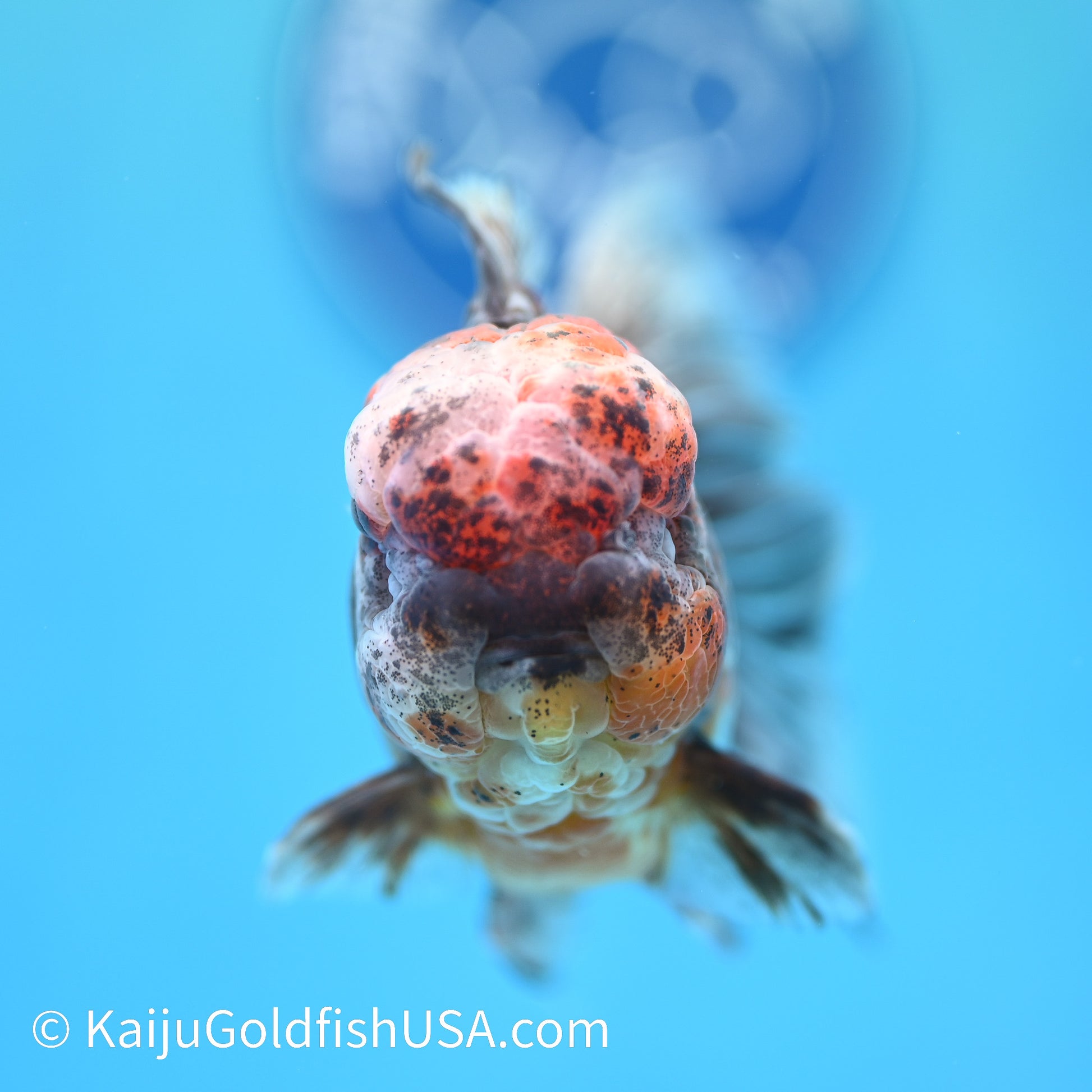 Tiger Calico Rose Tail Oranda 4.5-5 inches (240202_OR04) - Kaiju Goldfish USA