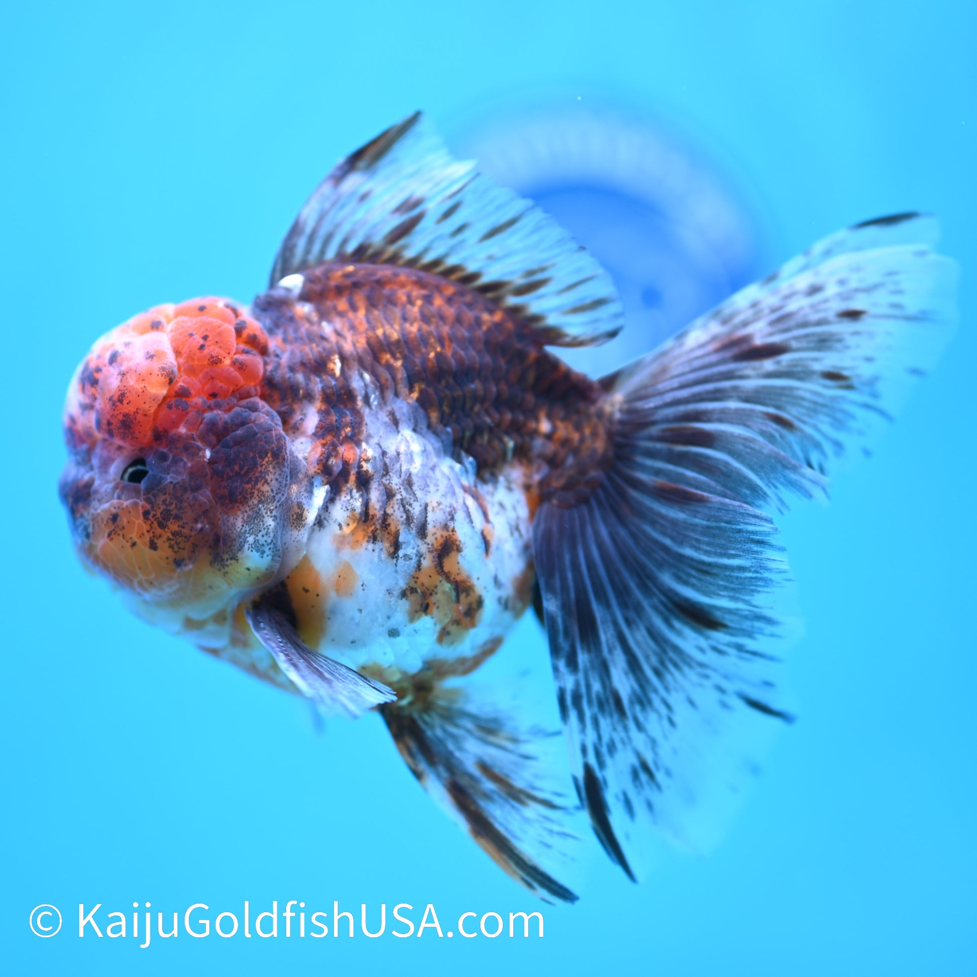 Tiger Calico Rose Tail Oranda 4.5-5 inches (240202_OR04) - Kaiju Goldfish USA