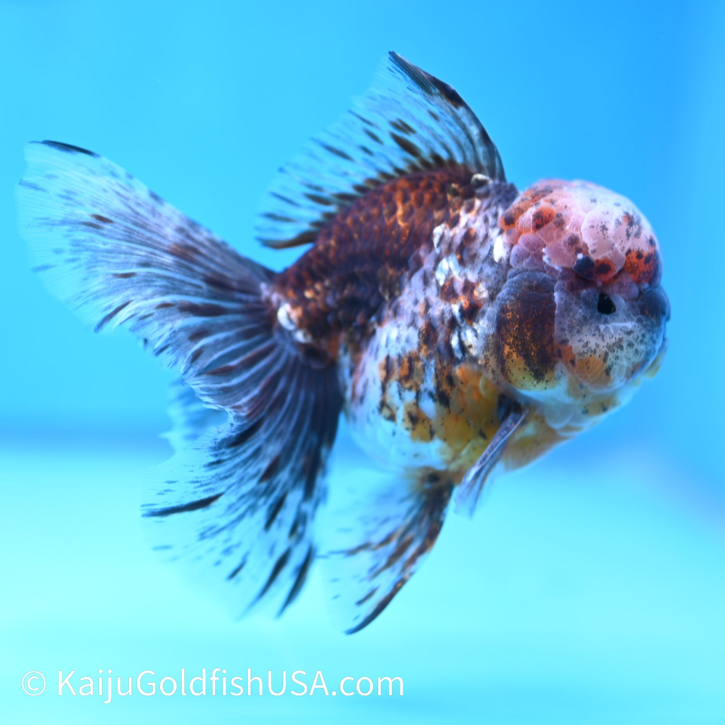 Tiger Calico Rose Tail Oranda 4.5-5 inches (240202_OR04) - Kaiju Goldfish USA