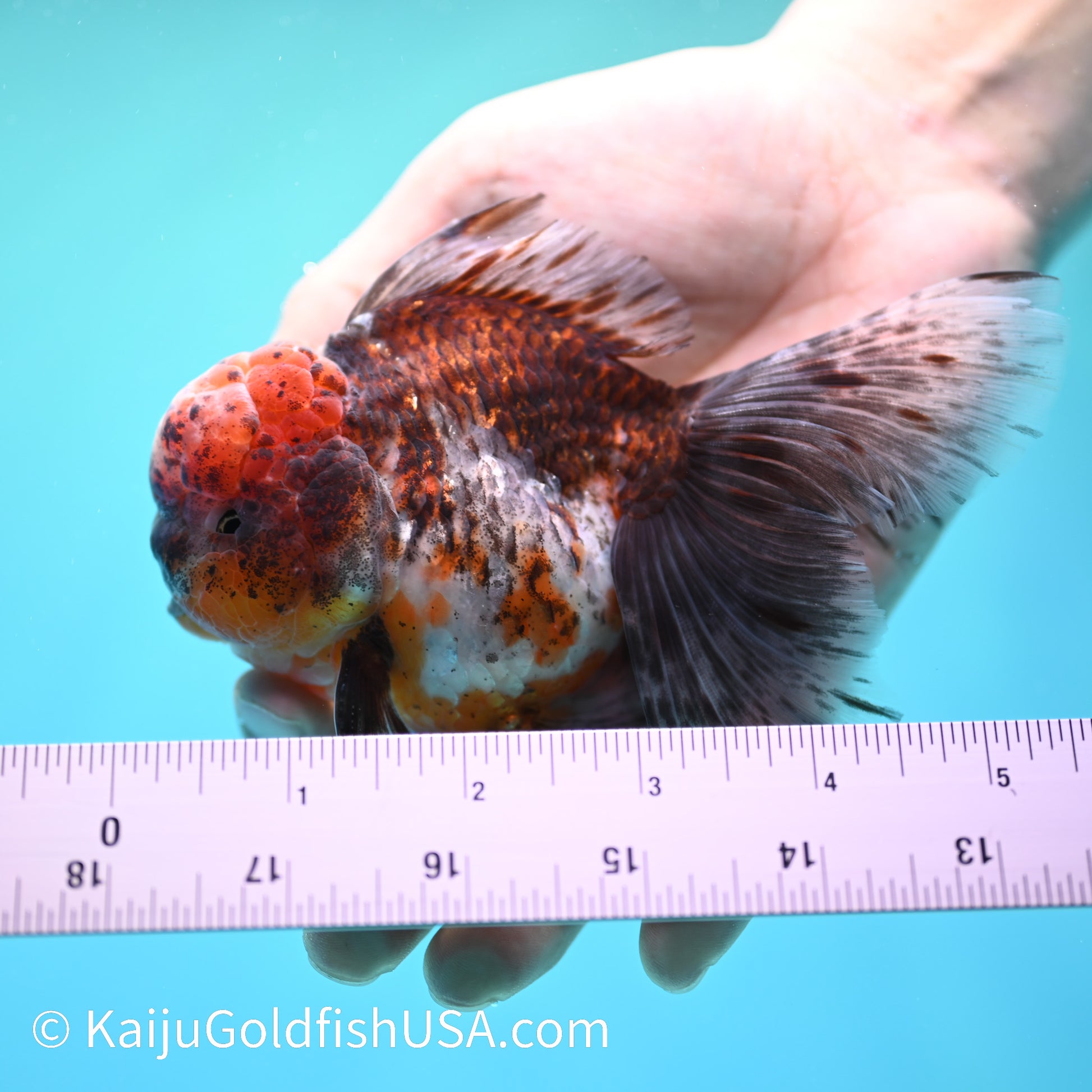 Tiger Calico Rose Tail Oranda 4.5-5 inches (240202_OR04) - Kaiju Goldfish USA