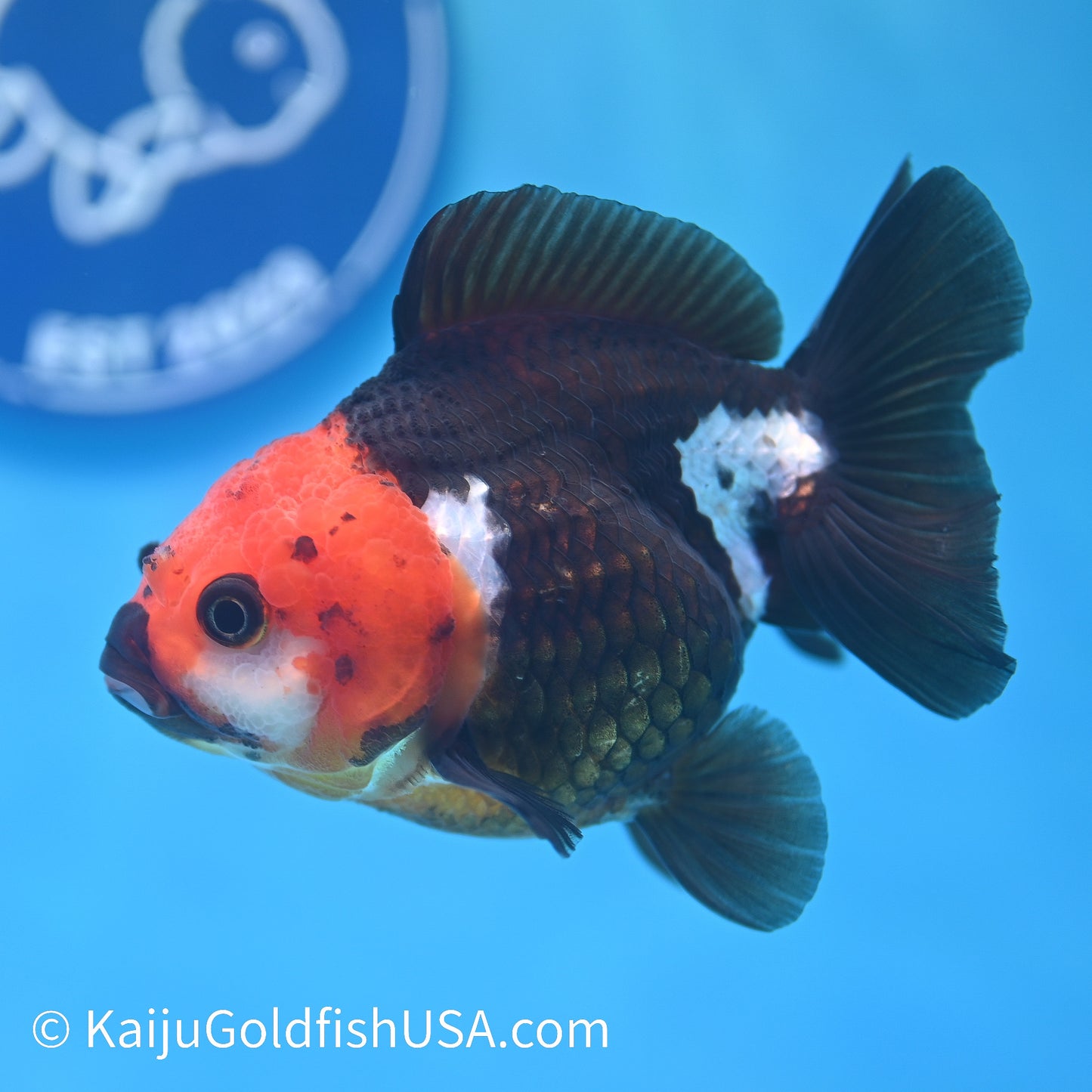 Tricolor Oranda 4-4.5 inches (240202_OR05) - Kaiju Goldfish USA