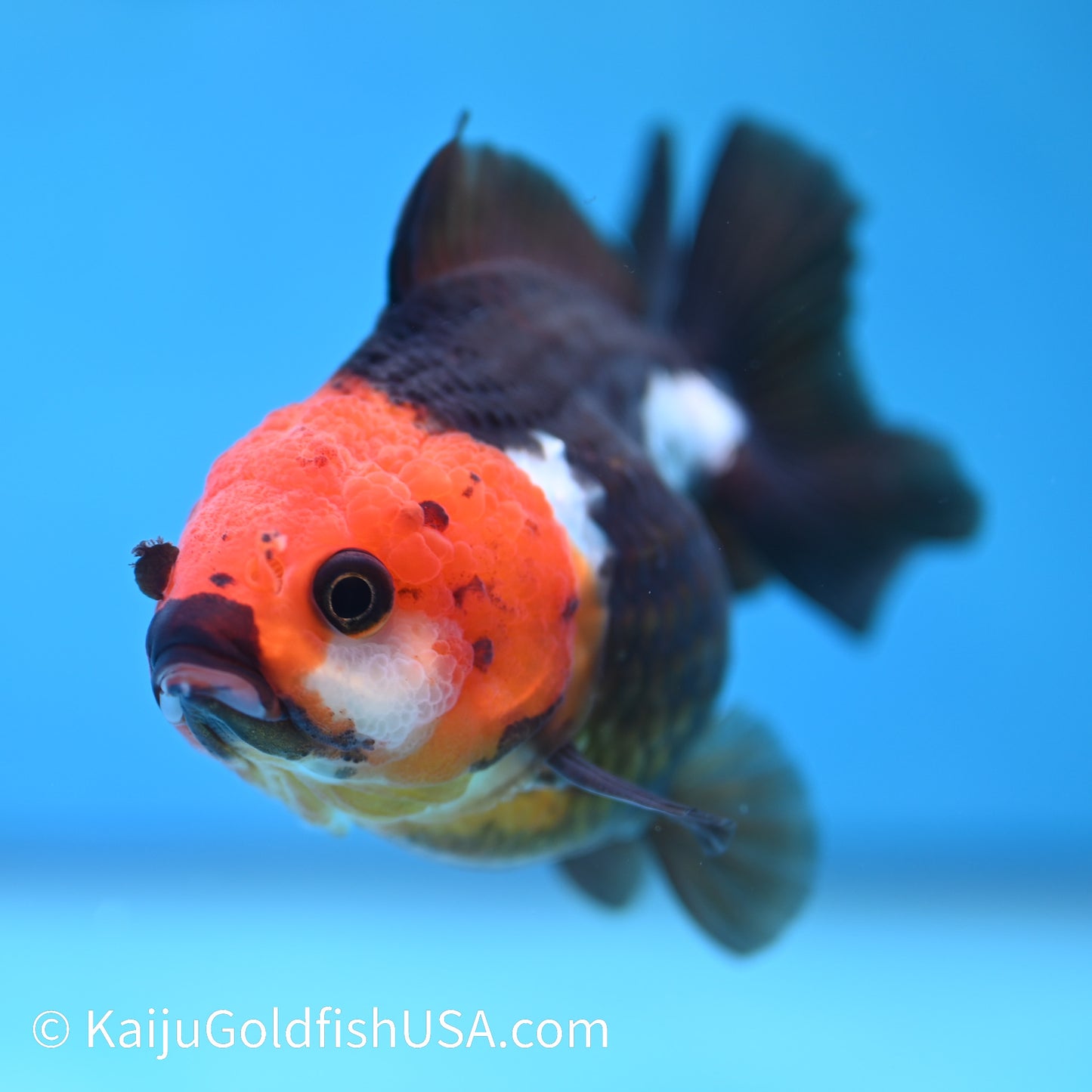 Tricolor Oranda 4-4.5 inches (240202_OR05) - Kaiju Goldfish USA