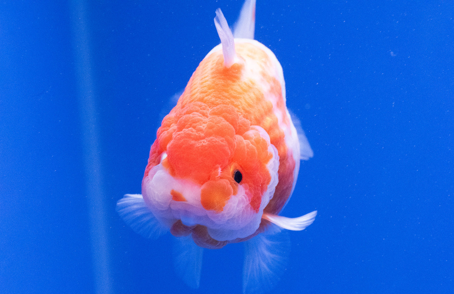 Sakura Shark Ranchu 4.5 - 5 inches (1115_01_RC01) - Kaiju Goldfish USA