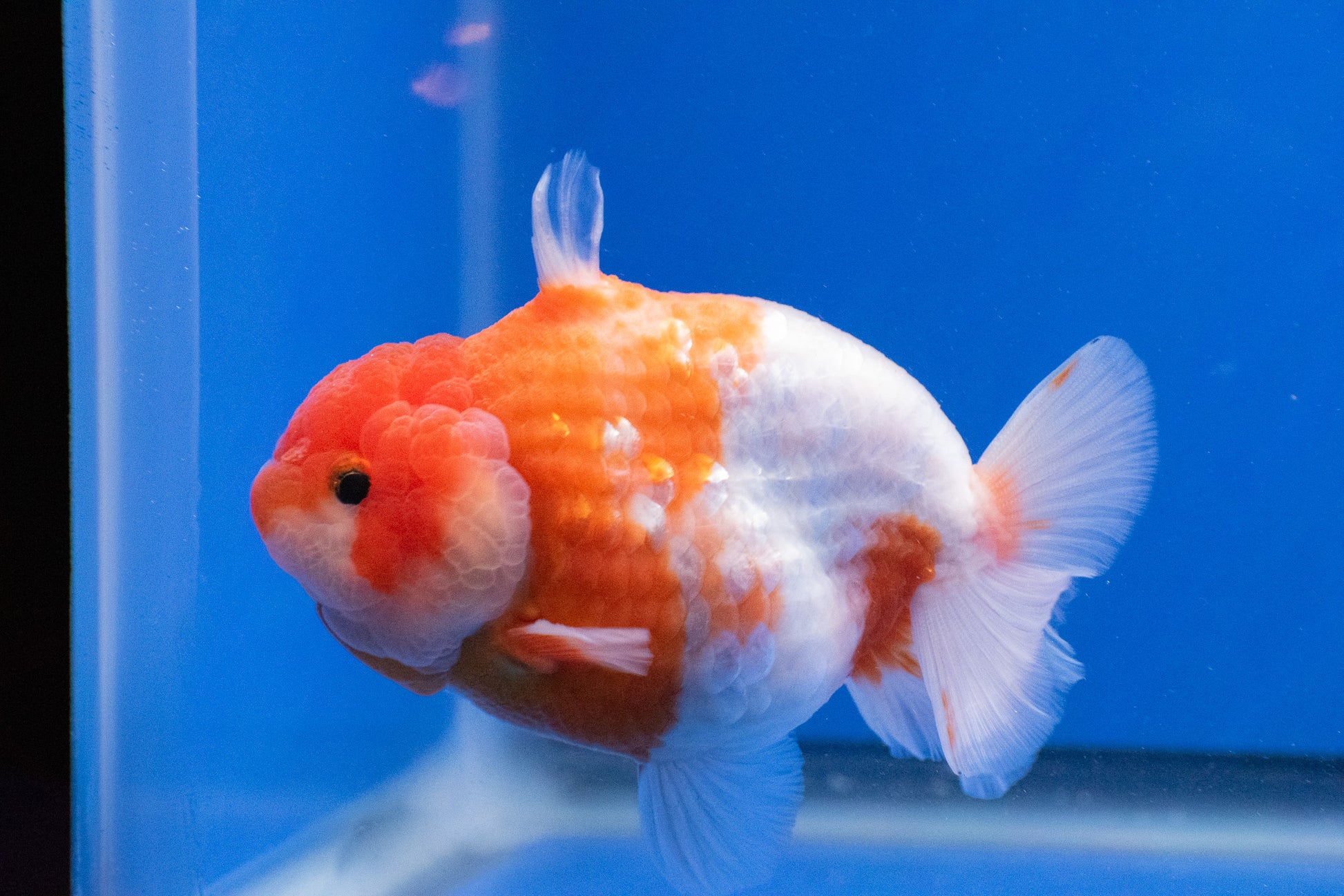 Sakura Shark Ranchu 4.5 - 5 inches (1115_01_RC01) - Kaiju Goldfish USA