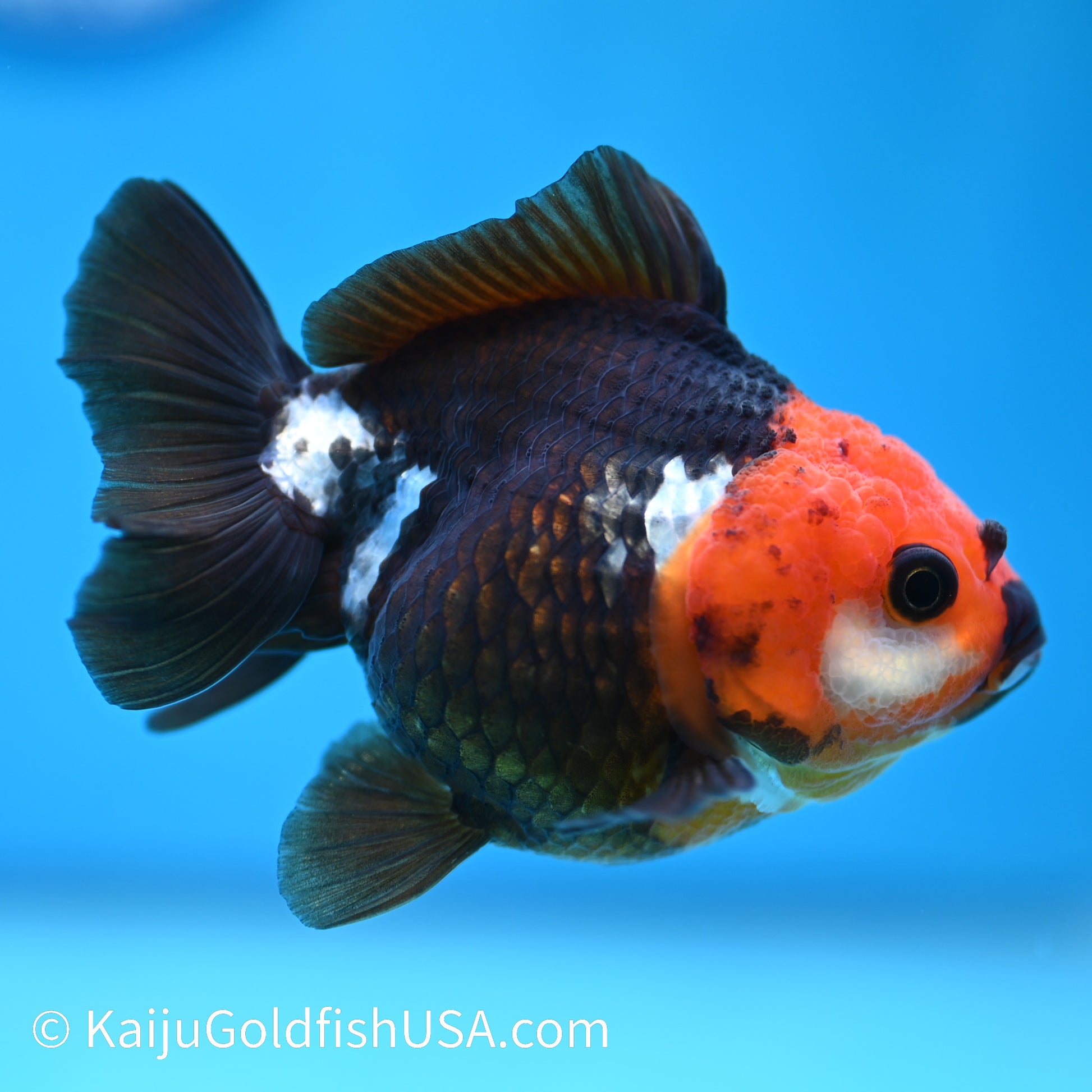 Tricolor Oranda 4-4.5 inches (240202_OR05) - Kaiju Goldfish USA