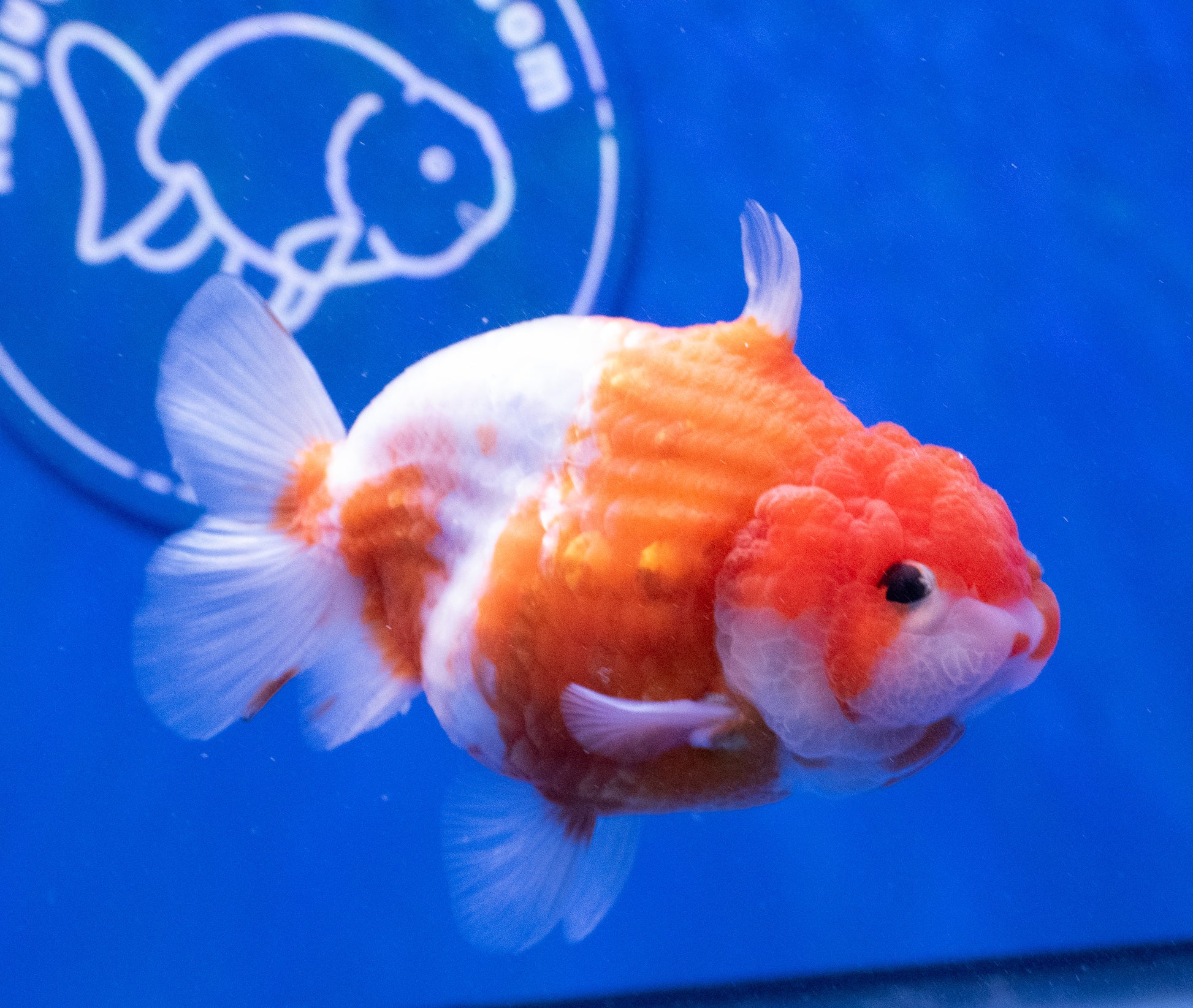 Sakura Shark Ranchu 4.5 - 5 inches (1115_01_RC01) - Kaiju Goldfish USA