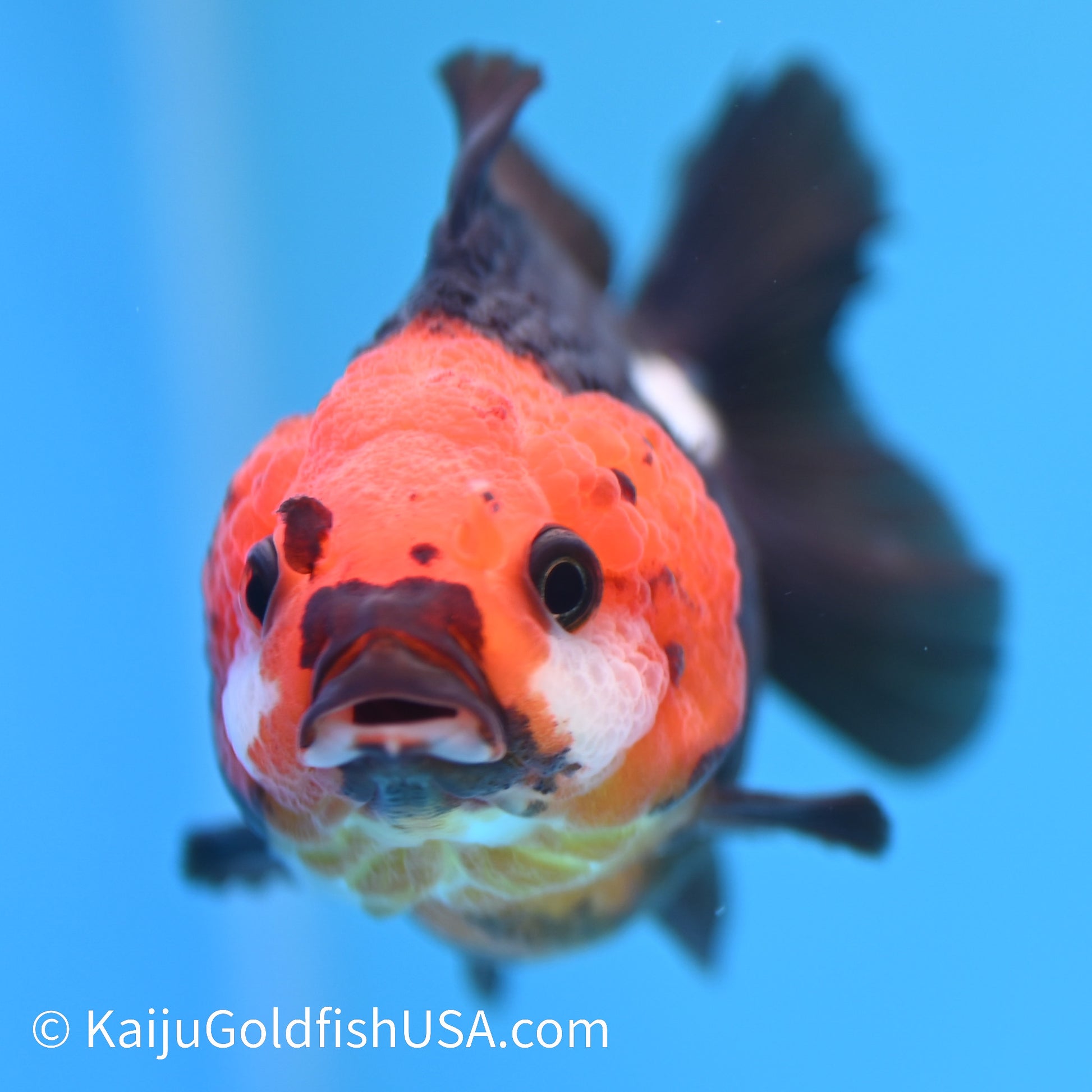 Tricolor Oranda 4-4.5 inches (240202_OR05) - Kaiju Goldfish USA