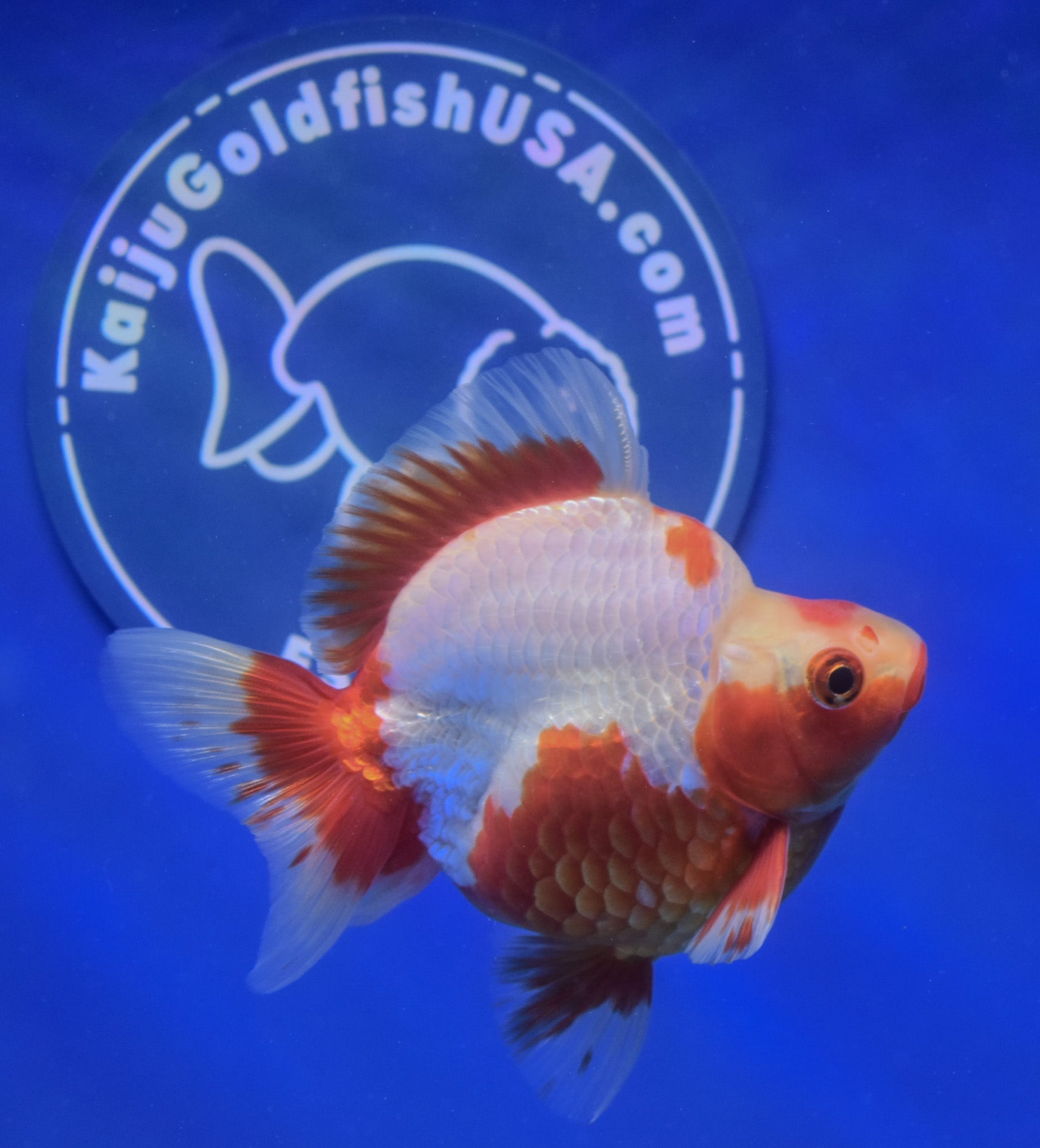 Red White Ryukin 3 - 3.5 inches (1115_01_RY01) - Kaiju Goldfish USA