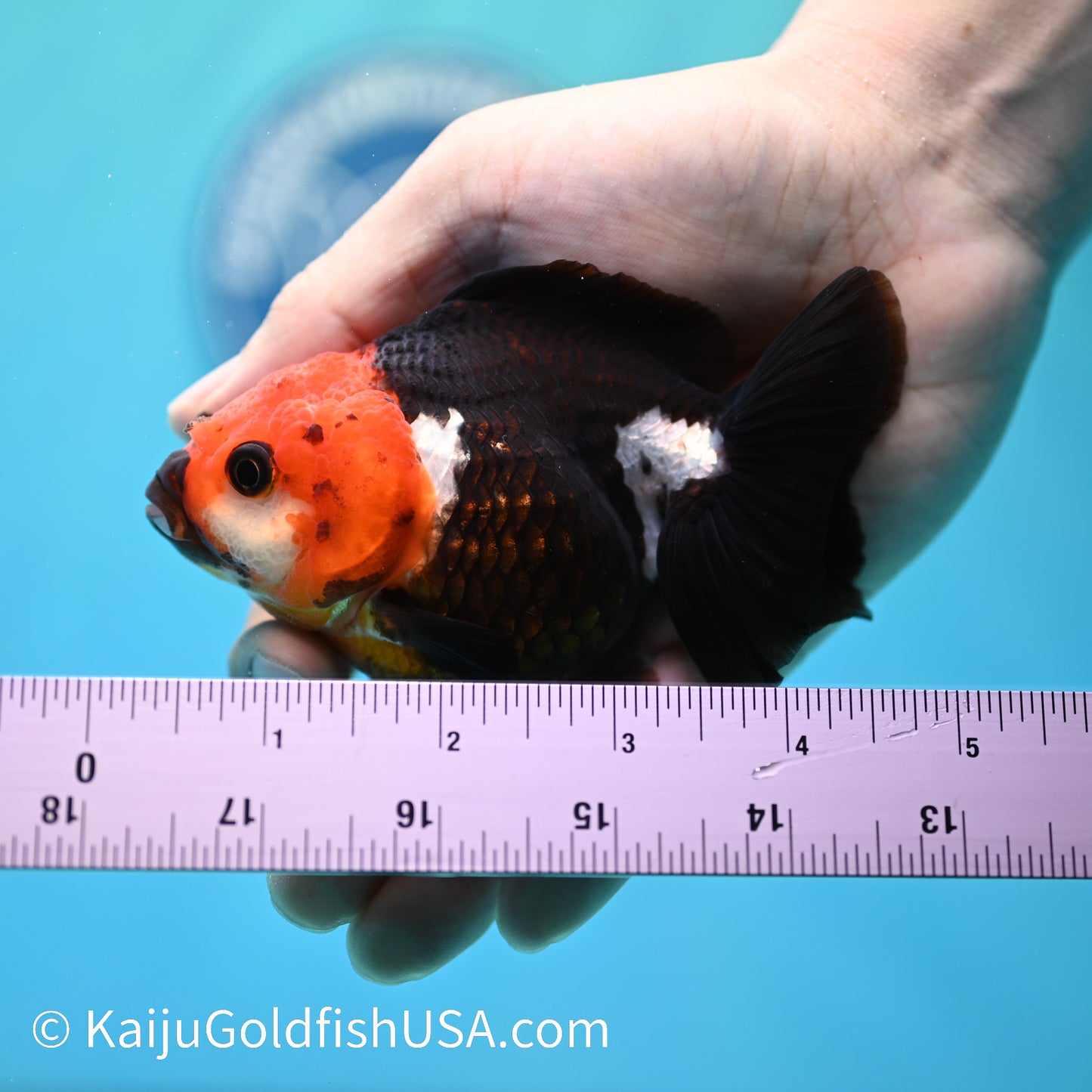 Tricolor Oranda 4-4.5 inches (240202_OR05) - Kaiju Goldfish USA