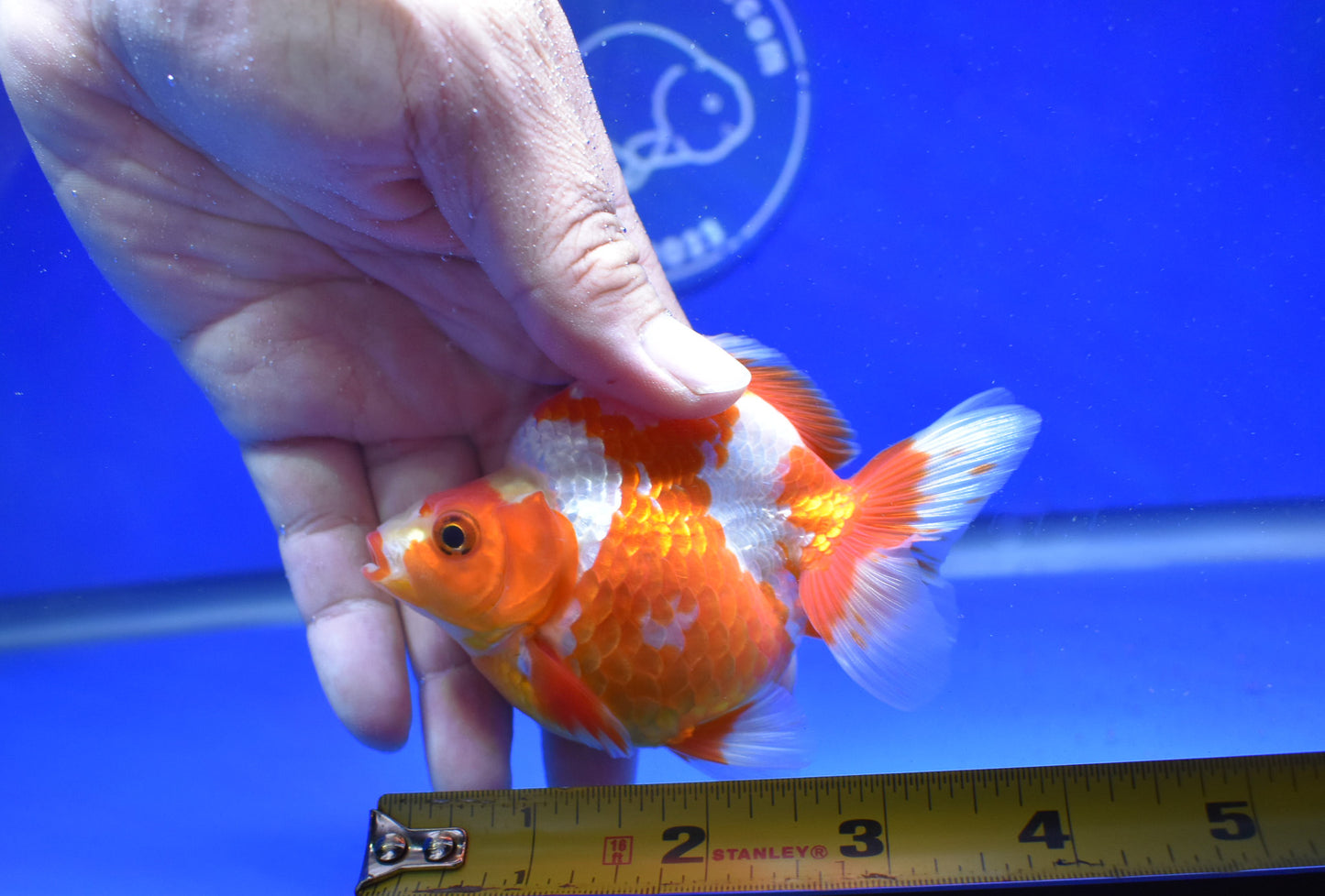 Red White Ryukin 3 - 3.5 inches (1115_01_RY01) - Kaiju Goldfish USA