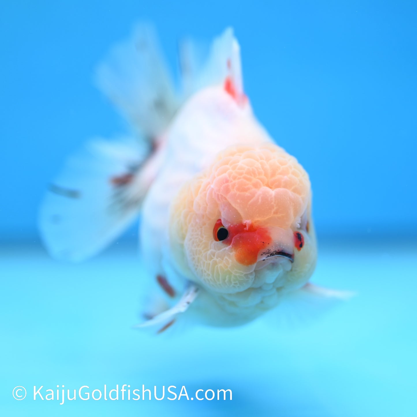 Tricolor Sakura YuanBao Oranda 4.5-5 inches (240202_OR06) - Kaiju Goldfish USA