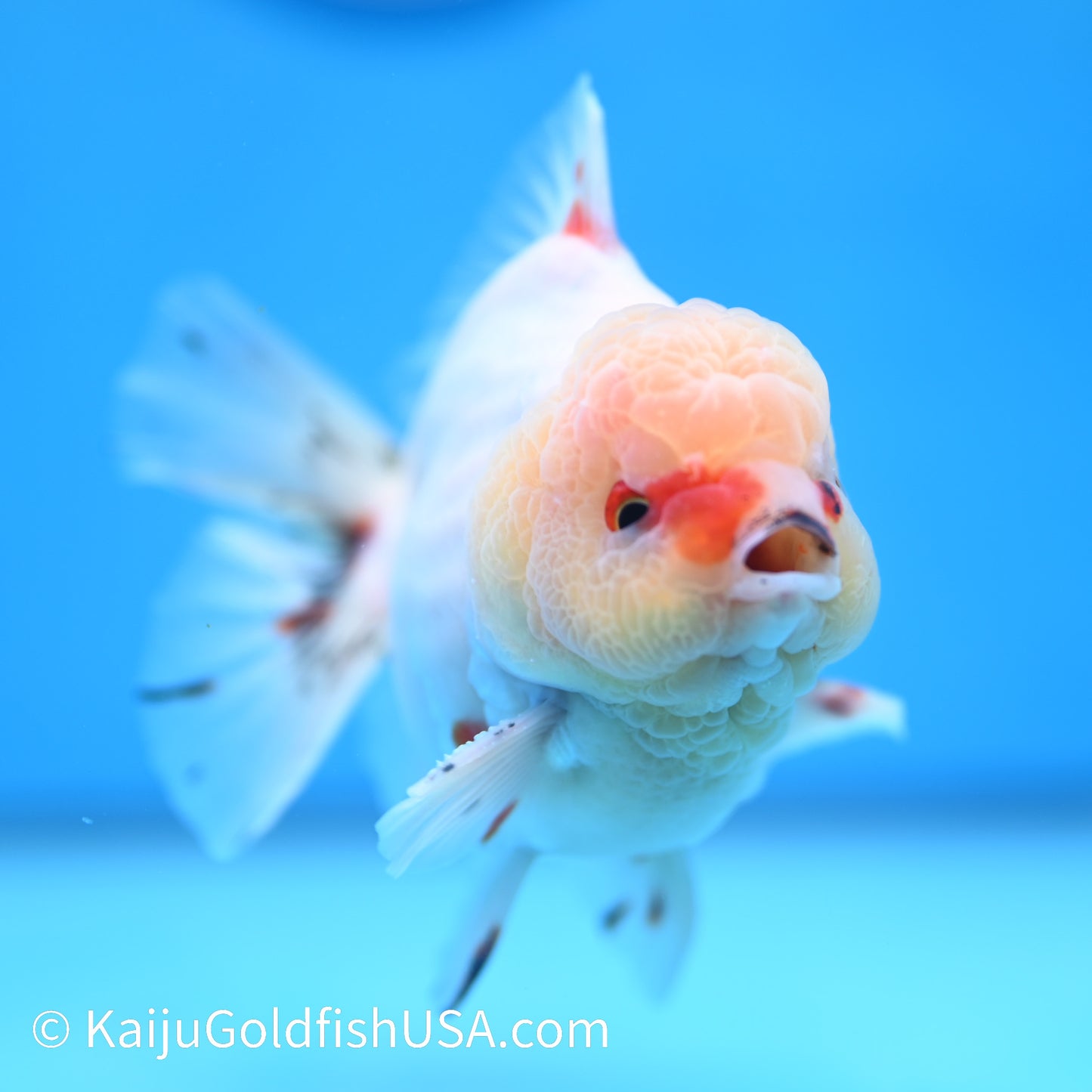 Tricolor Sakura YuanBao Oranda 4.5-5 inches (240202_OR06) - Kaiju Goldfish USA