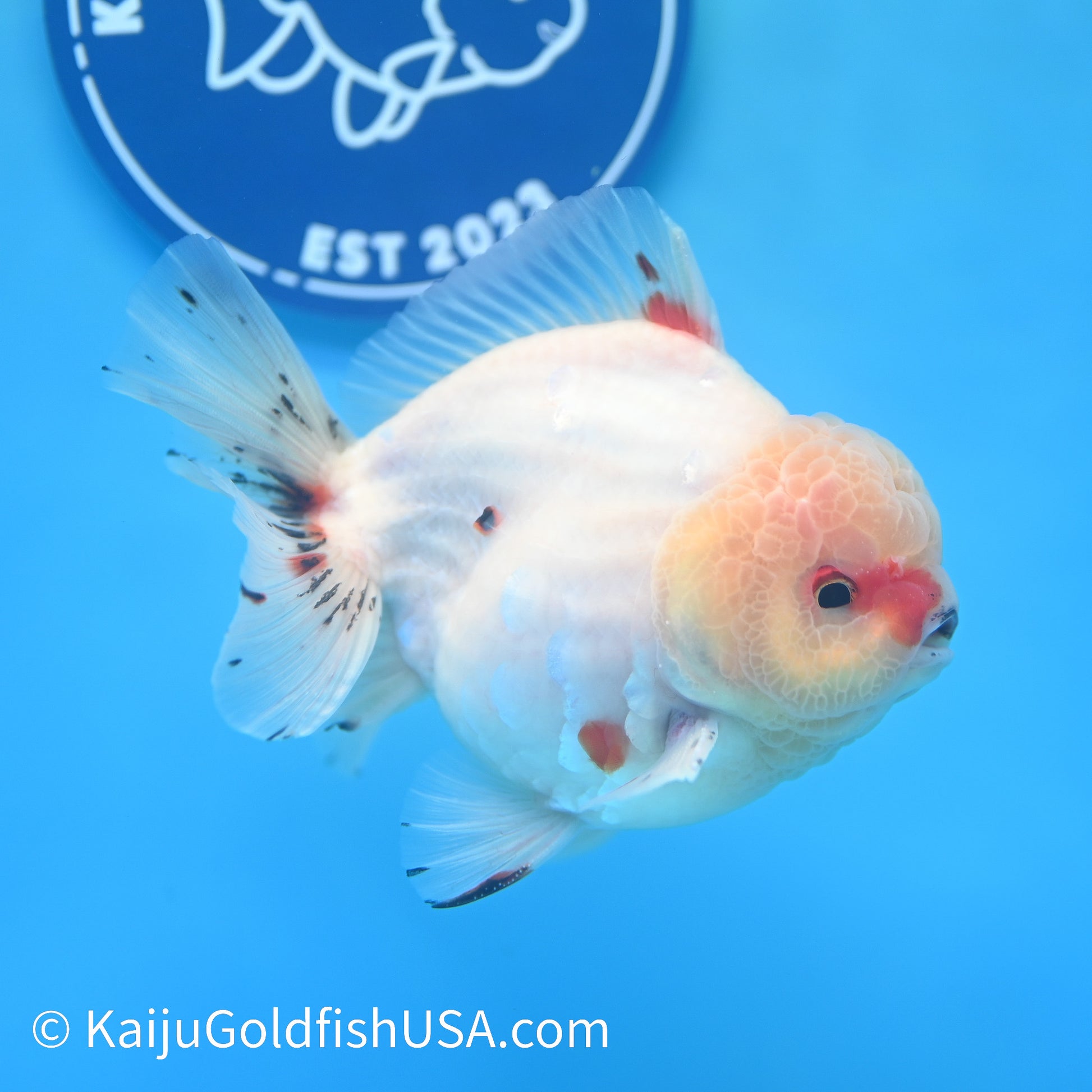 Tricolor Sakura YuanBao Oranda 4.5-5 inches (240202_OR06) - Kaiju Goldfish USA