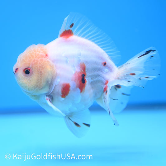 Tricolor Sakura YuanBao Oranda 4.5-5 inches (240202_OR06) - Kaiju Goldfish USA