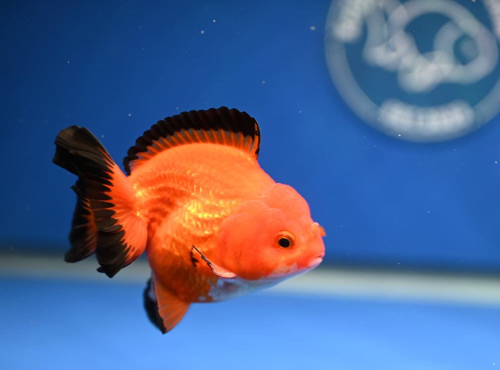 Apache Oranda Goldfish for Sale | Apache Oranda Goldfish | Kaiju ...