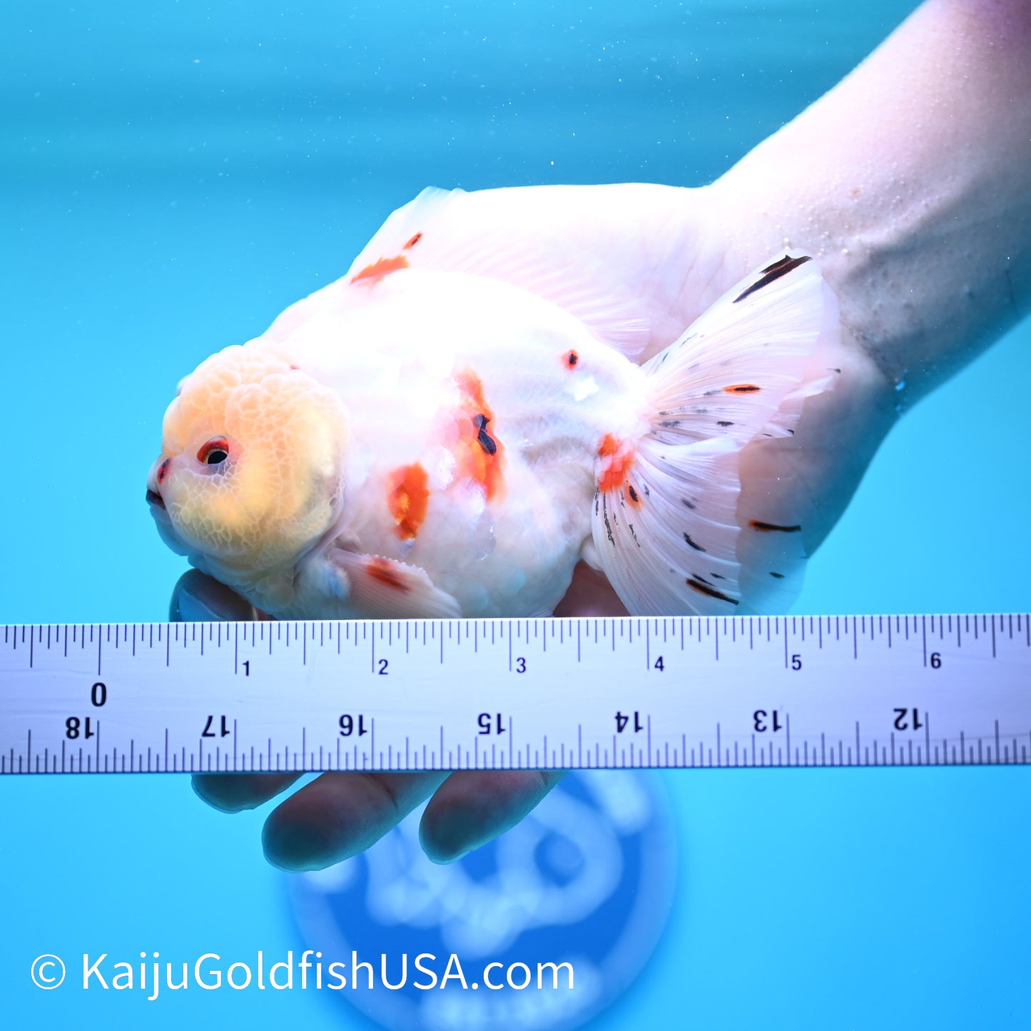 Tricolor Sakura YuanBao Oranda 4.5-5 inches (240202_OR06) - Kaiju Goldfish USA