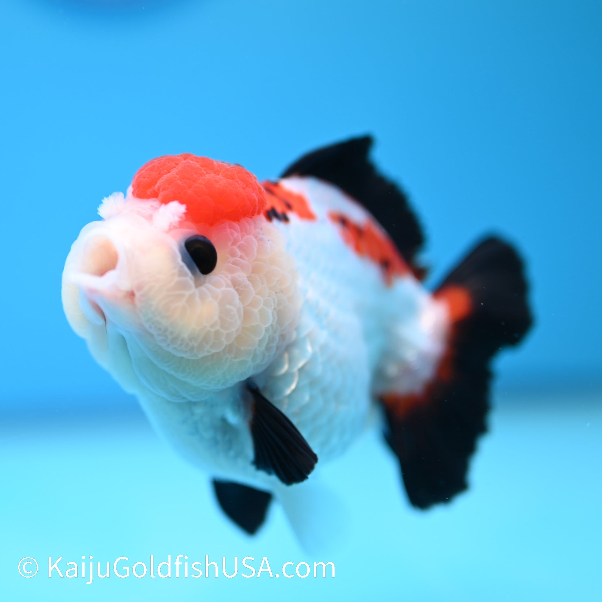 Tricolor Oranda 4.5-5 inches (240202_OR07) - Kaiju Goldfish USA