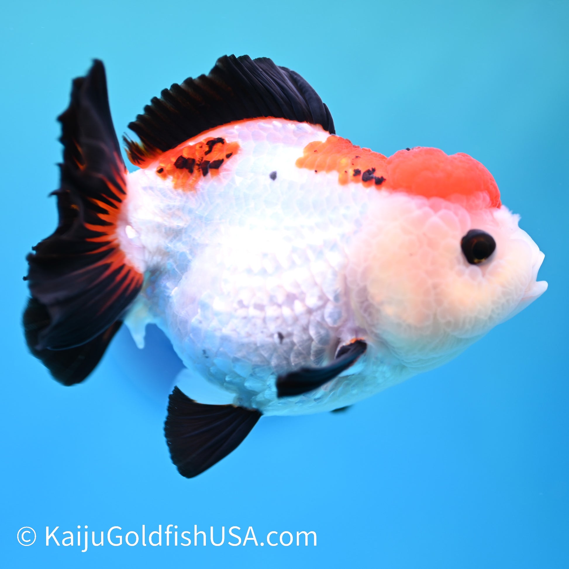 Tricolor Oranda 4.5-5 inches (240202_OR07) - Kaiju Goldfish USA