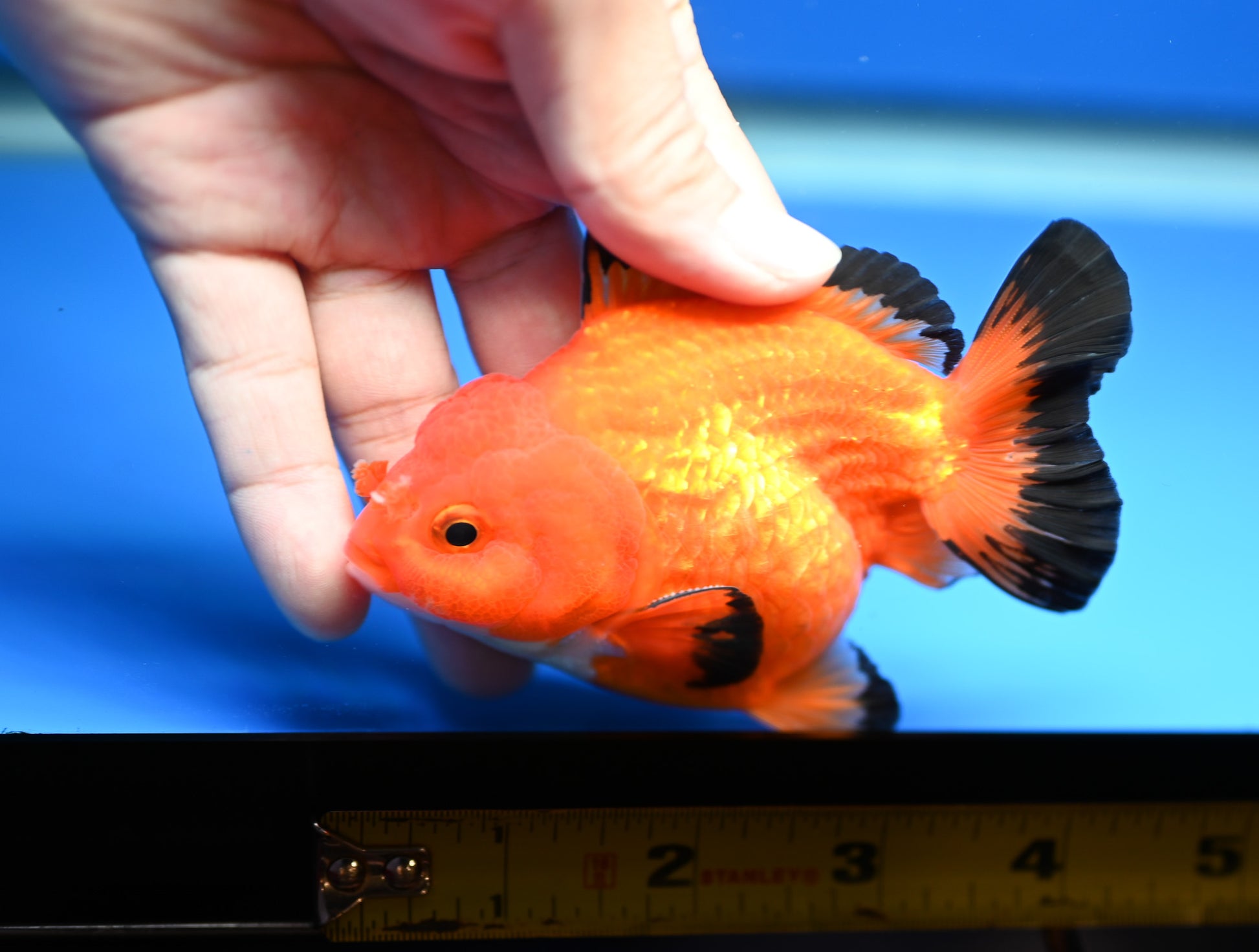 Apache Oranda 4 - 4.5 inches (1115_02_OR04) - Kaiju Goldfish USA