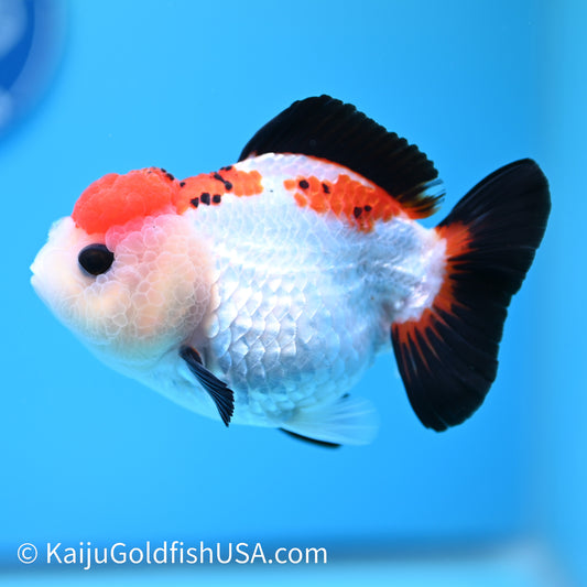 Tricolor Oranda 4.5-5 inches (240202_OR07) - Kaiju Goldfish USA