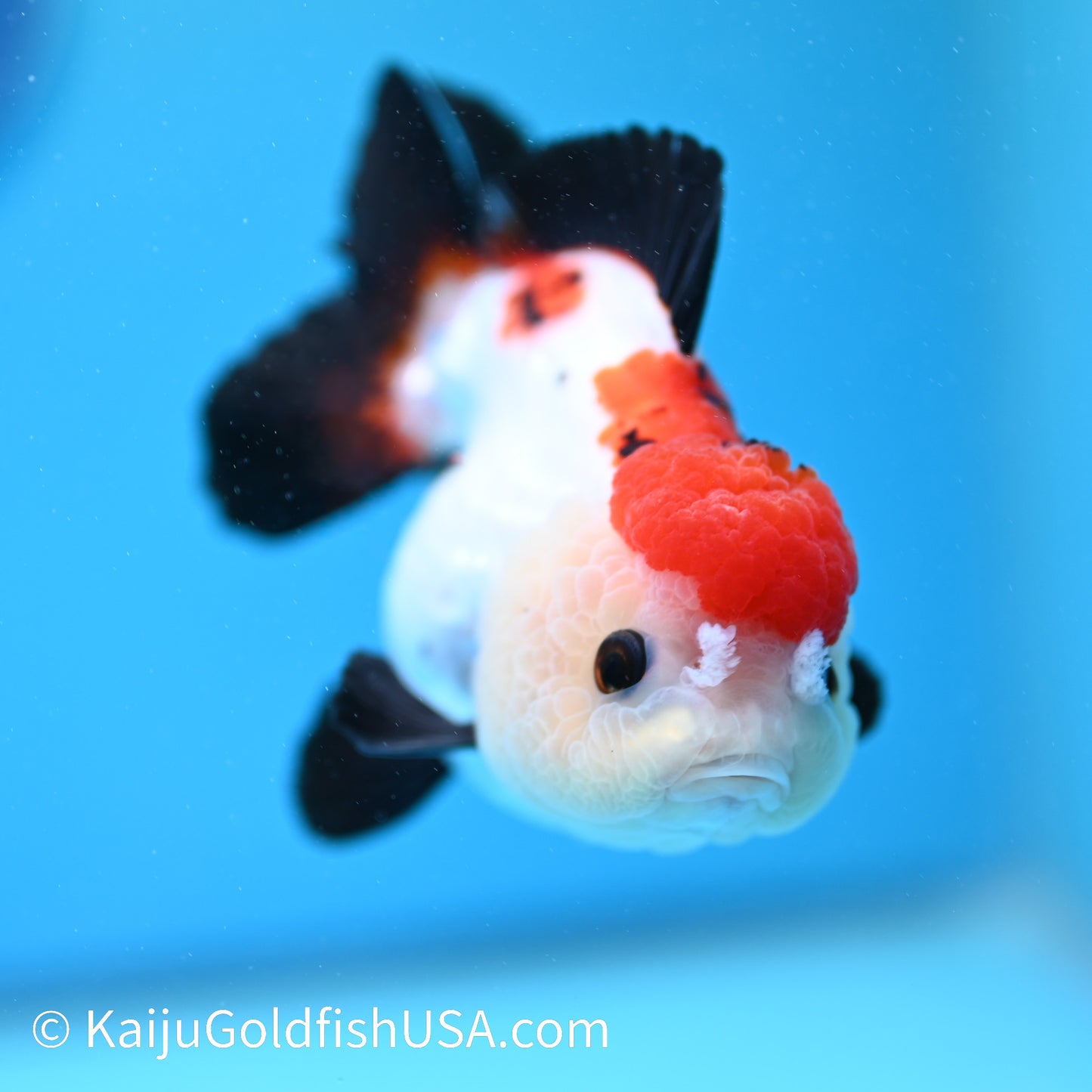 Tricolor Oranda 4.5-5 inches (240202_OR07) - Kaiju Goldfish USA