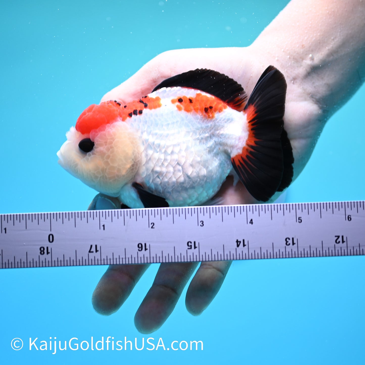 Tricolor Oranda 4.5-5 inches (240202_OR07) - Kaiju Goldfish USA