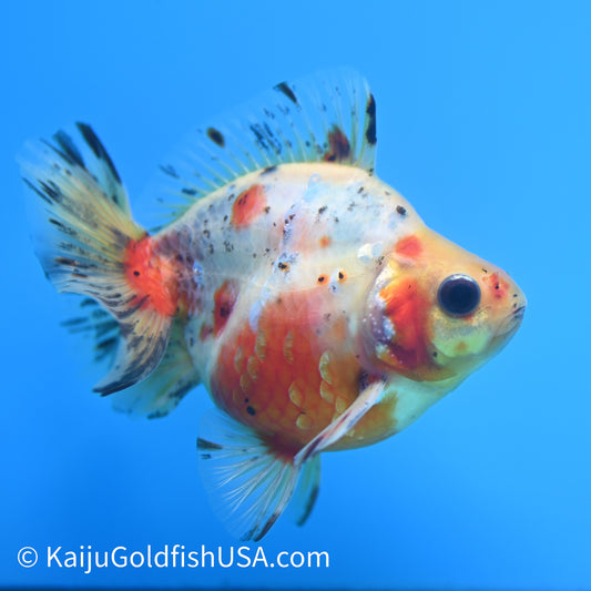 Calico Ryukin 4-4.5 inches (240202_RY01) - Kaiju Goldfish USA