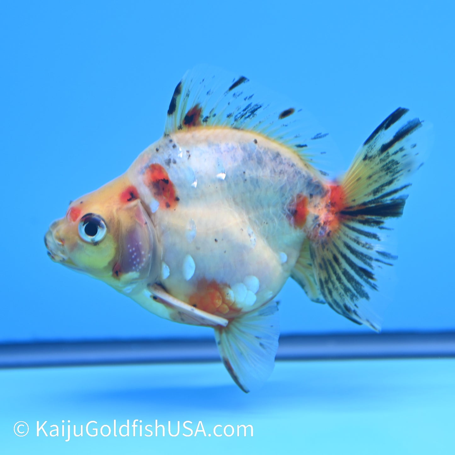 Calico Ryukin 4-4.5 inches (240202_RY01) - Kaiju Goldfish USA