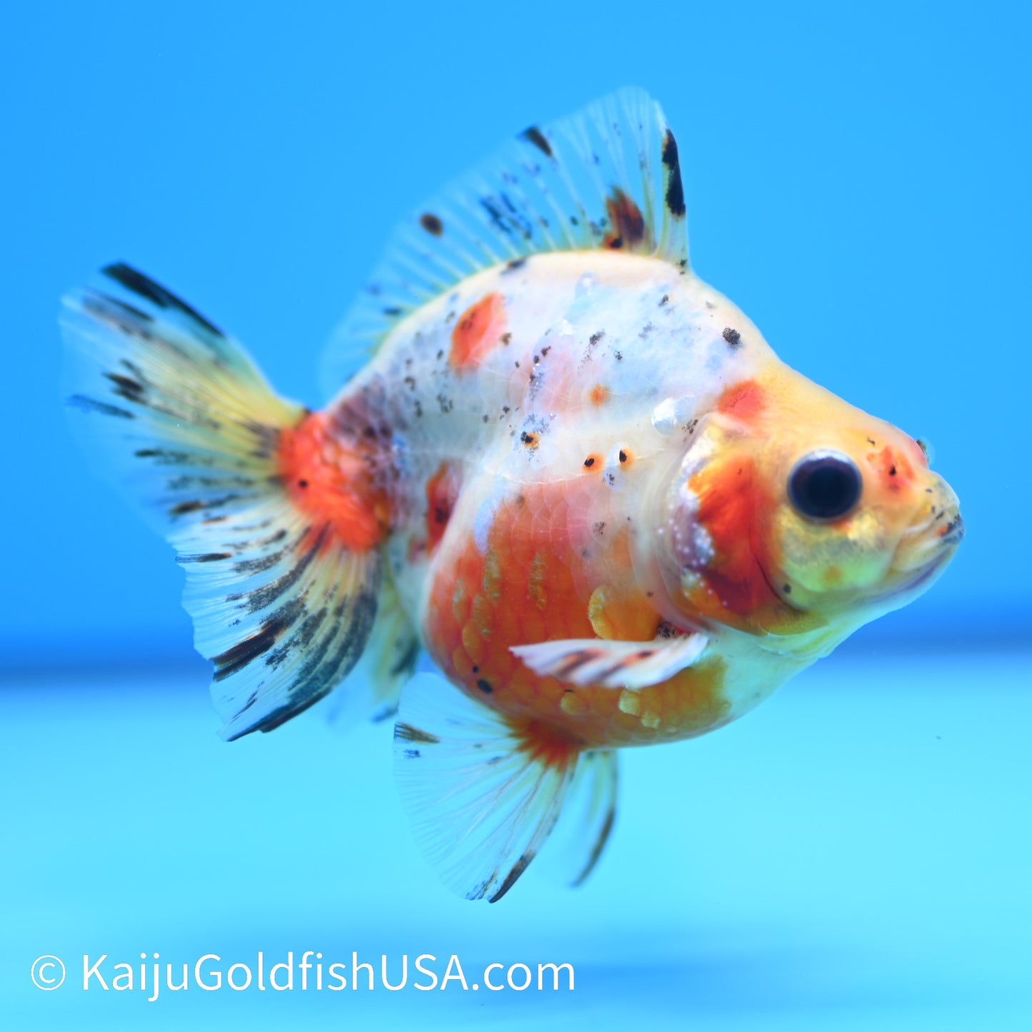 Calico Ryukin 4-4.5 inches (240202_RY01) - Kaiju Goldfish USA